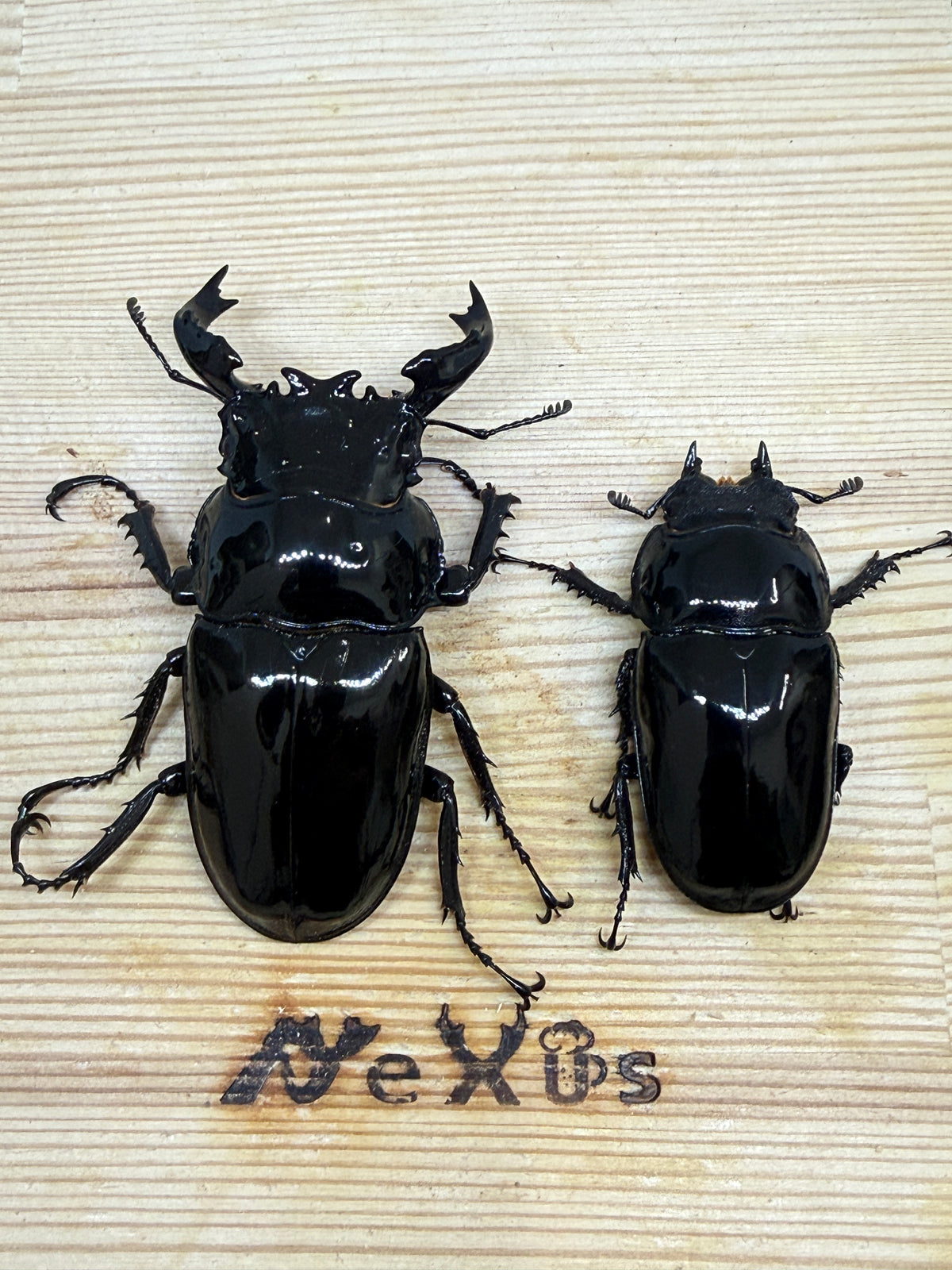 タランドゥスオオツヤクワガタ ♂75mm成虫ペア