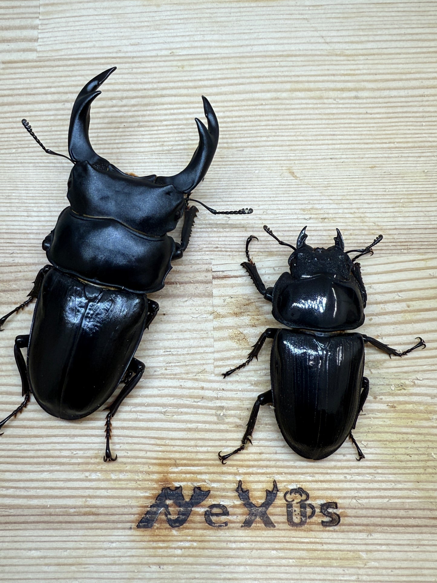 オオクワガタ 奈良輪川西 ♂79.1mm成虫ペア