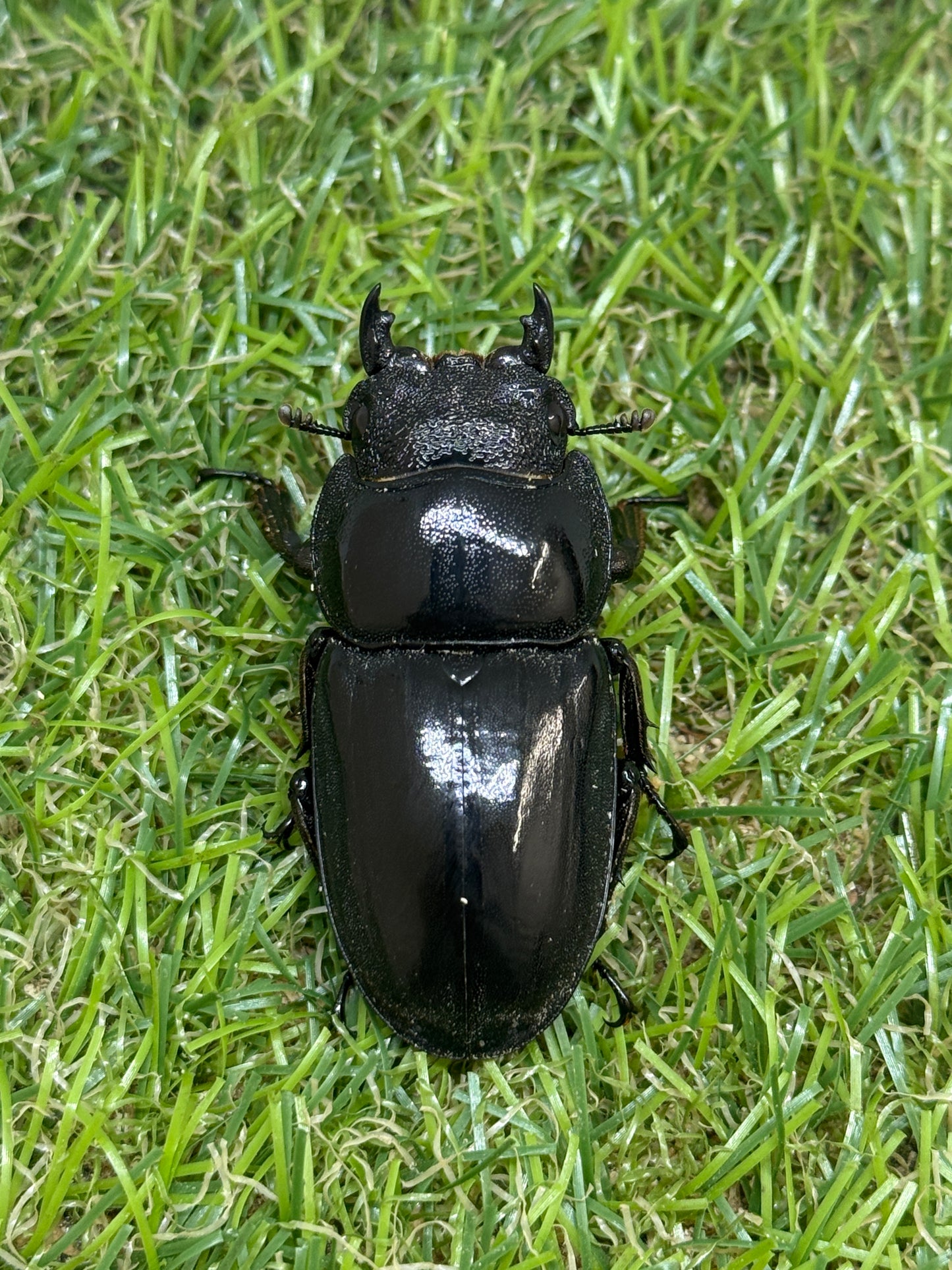 パラワンオオヒラタクワガタ(マンタリガハン産)♂100.4mm成虫ペア