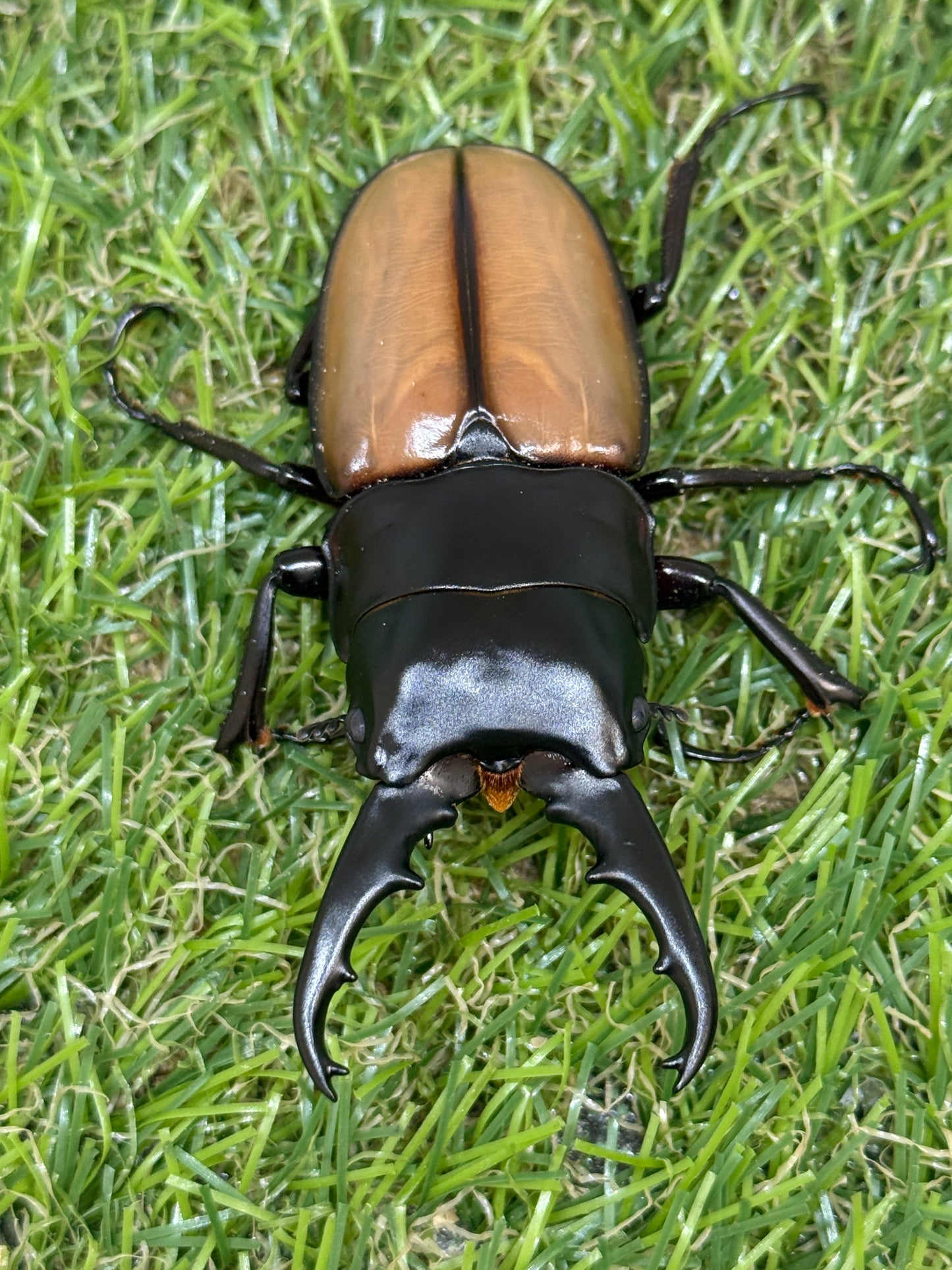 ラフェルトノコギリクワガタ ♂70mm成虫ペア
