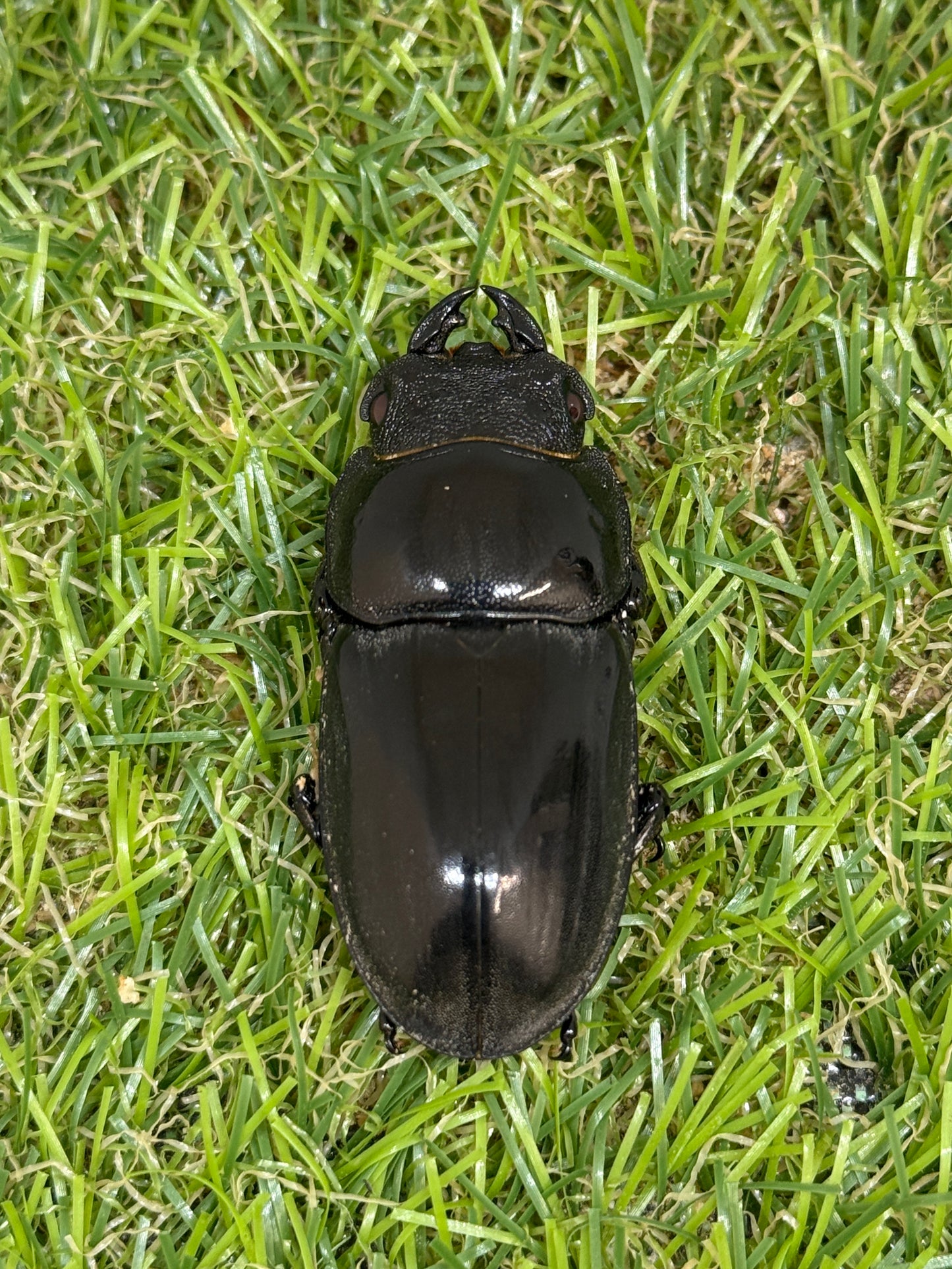 パラワンオオヒラタクワガタ(レッドアイ血統)♂90.5mm成虫ペア