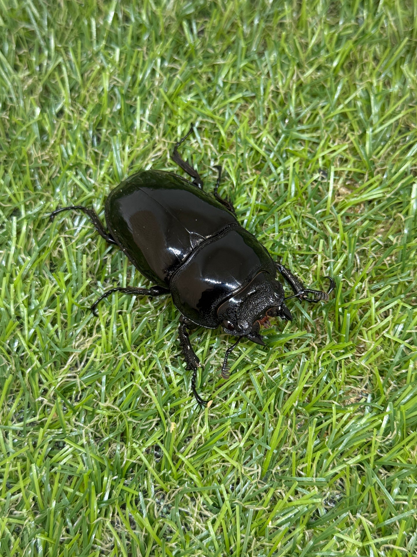タランドゥスオオツヤクワガタ ♀54.5mm単品