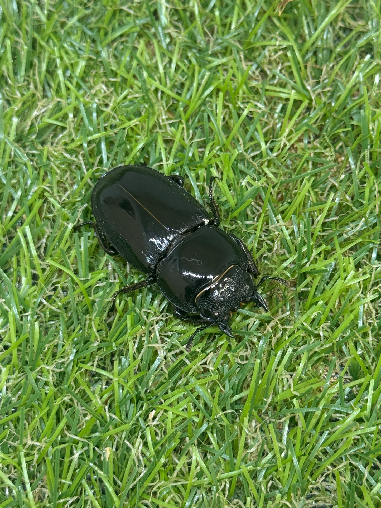 オキノエラブヒラタクワガタ ♂66.3mm成虫ペア