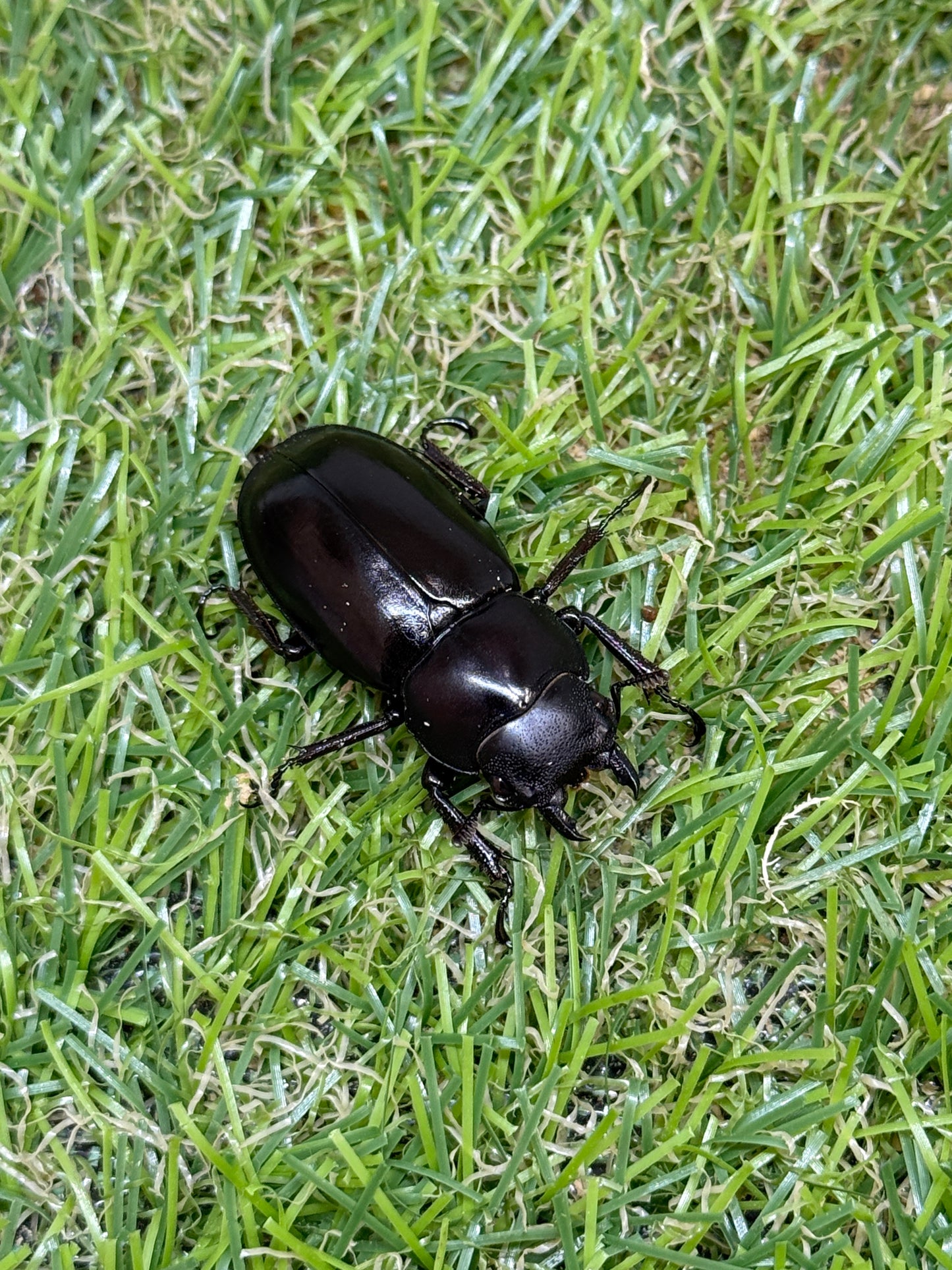 ボーリンフタマタクワガタ亜種バミノルム ♂68mm成虫ペア