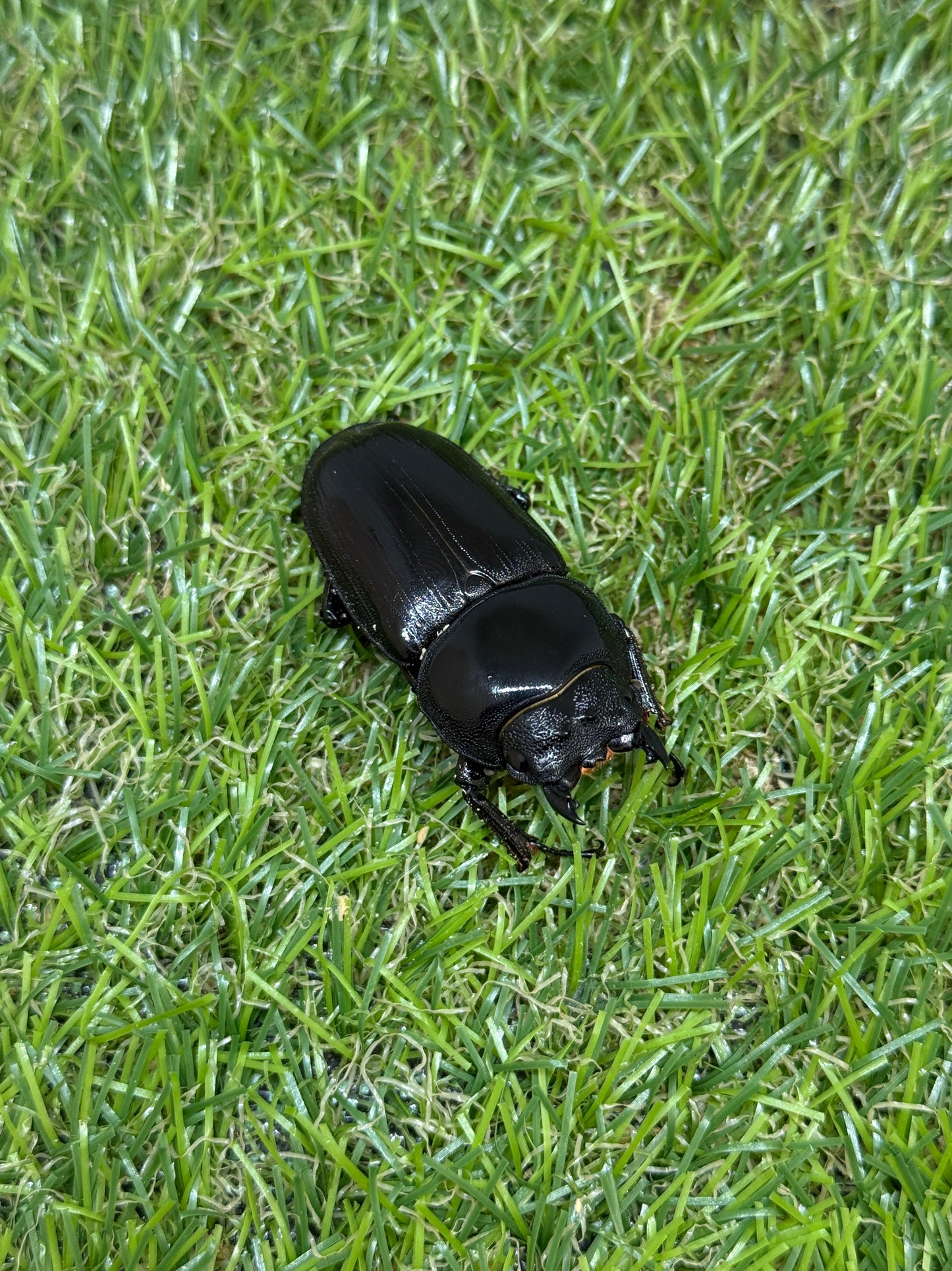 オオクワガタ 奈良輪川西 ♂77.1mm成虫ペア