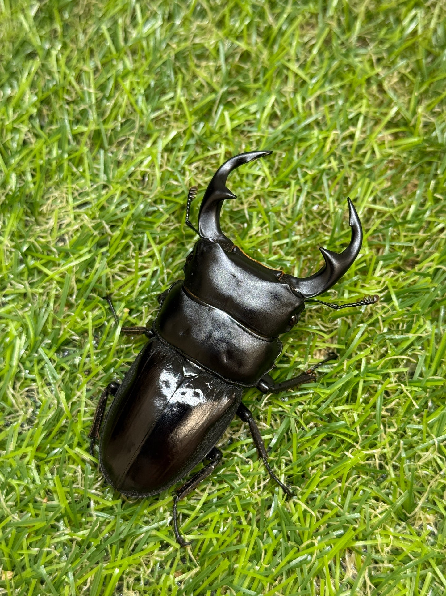 クルビデンスオオクワガタ ♂67mm成虫ペア