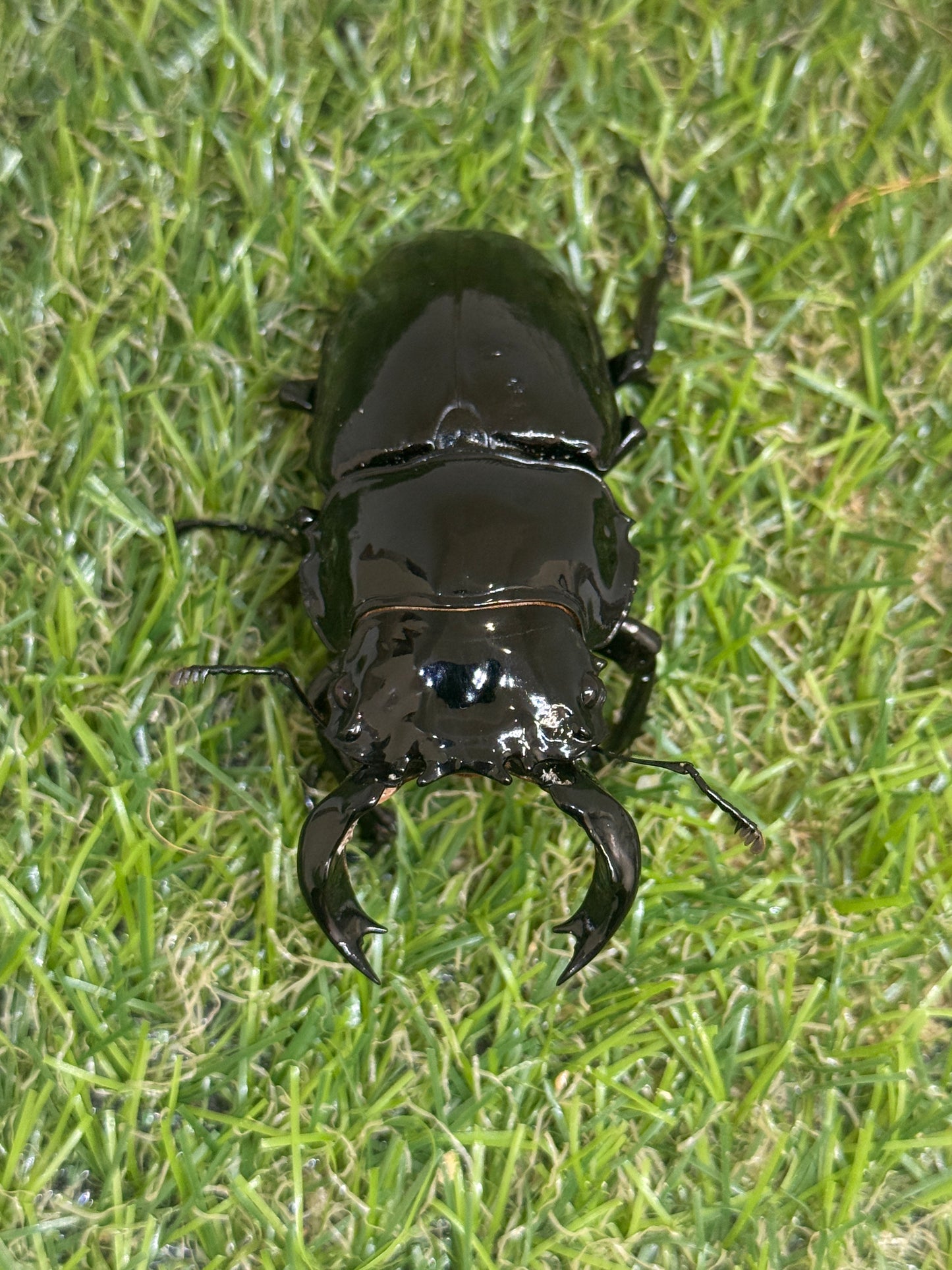 タランドゥスオオツヤクワガタ ♂73.6mm単品