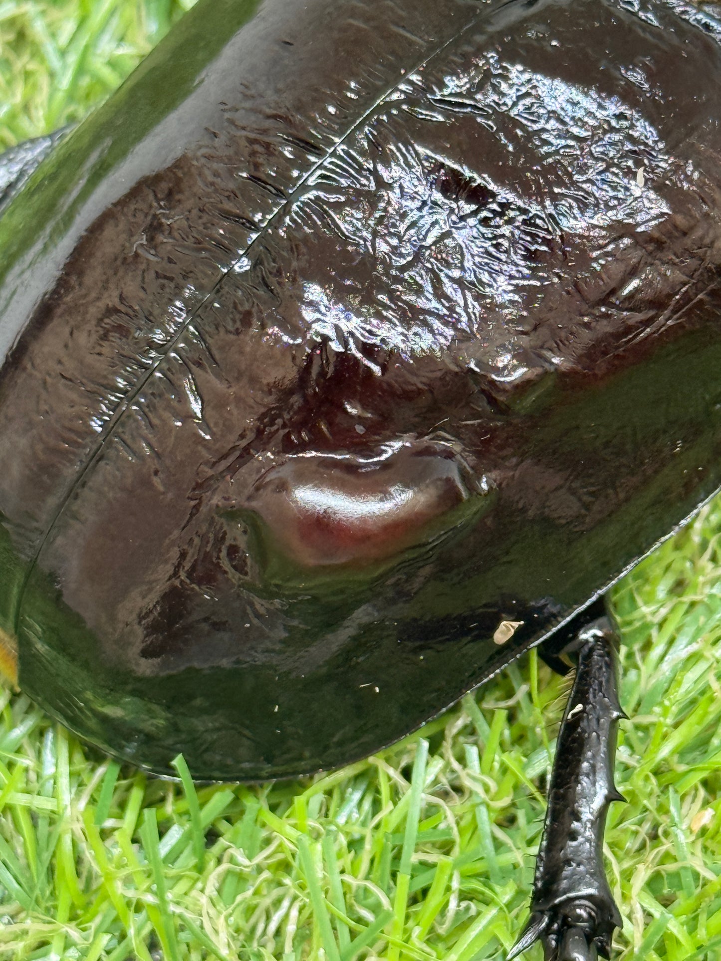 マルスゾウカブト ♂102mm成虫ペア