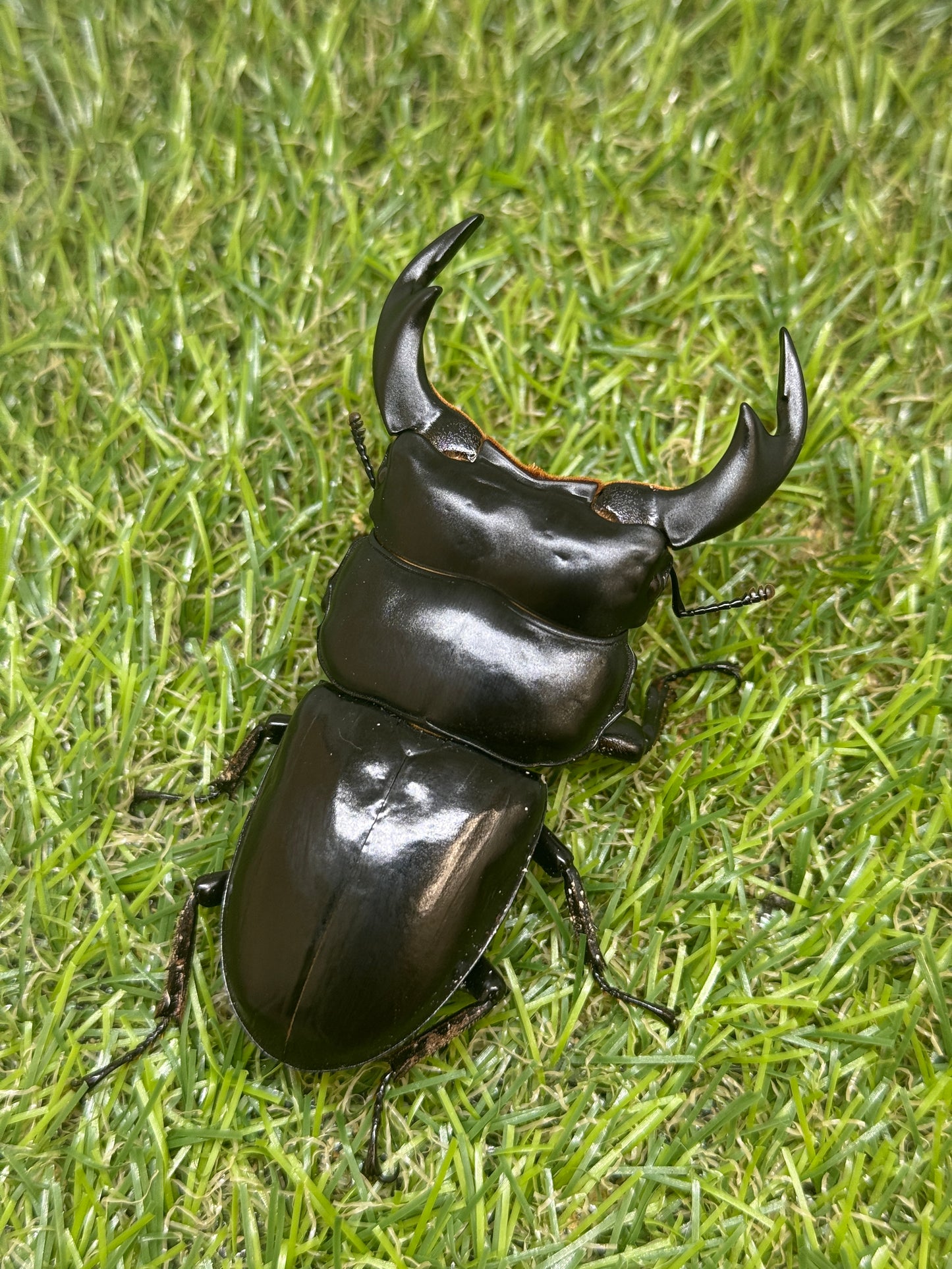 インドアンタエウスオオクワガタ ♂79mm成虫ペア