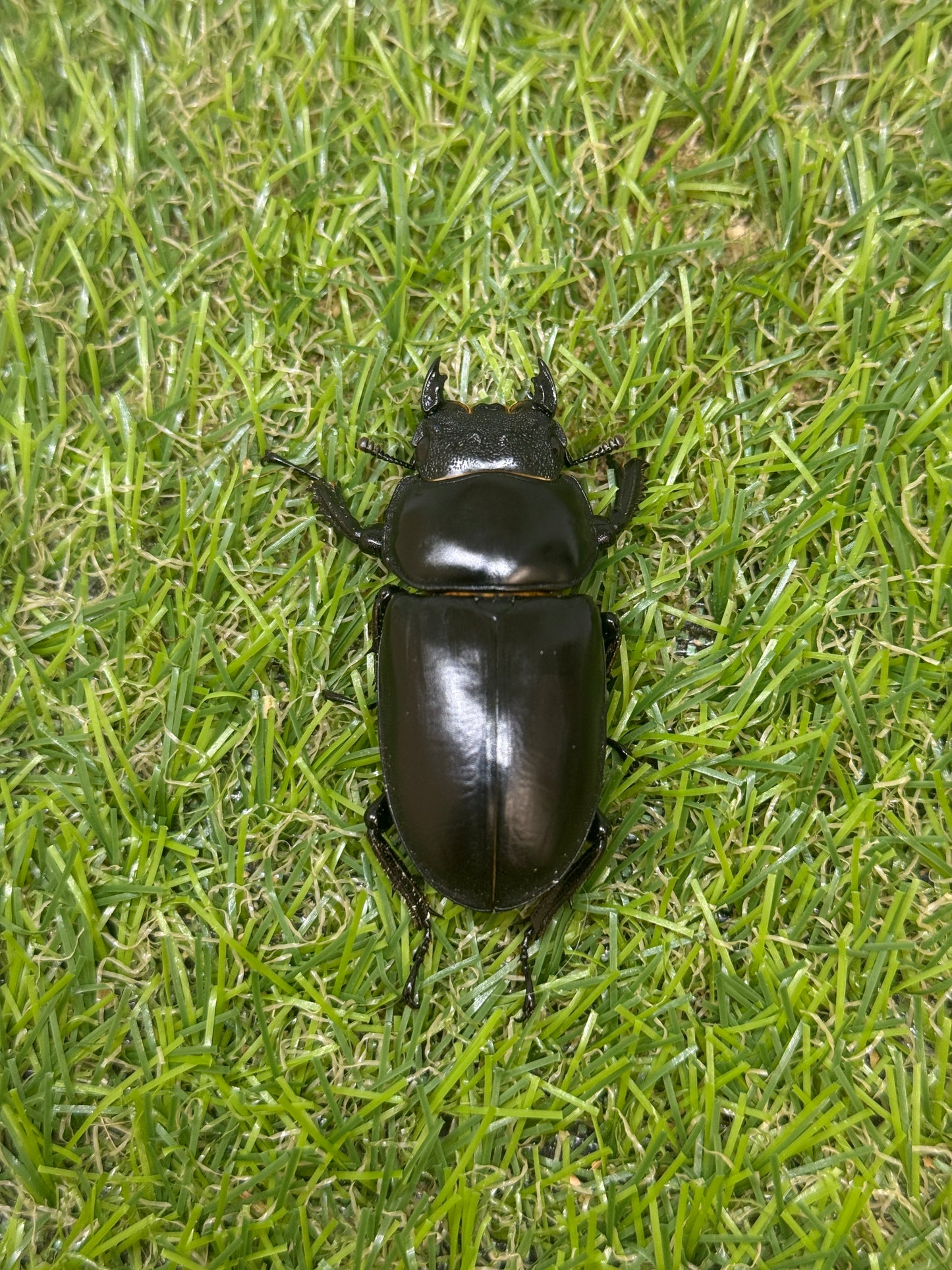 インドアンタエウスオオクワガタ ♂79mm成虫ペア