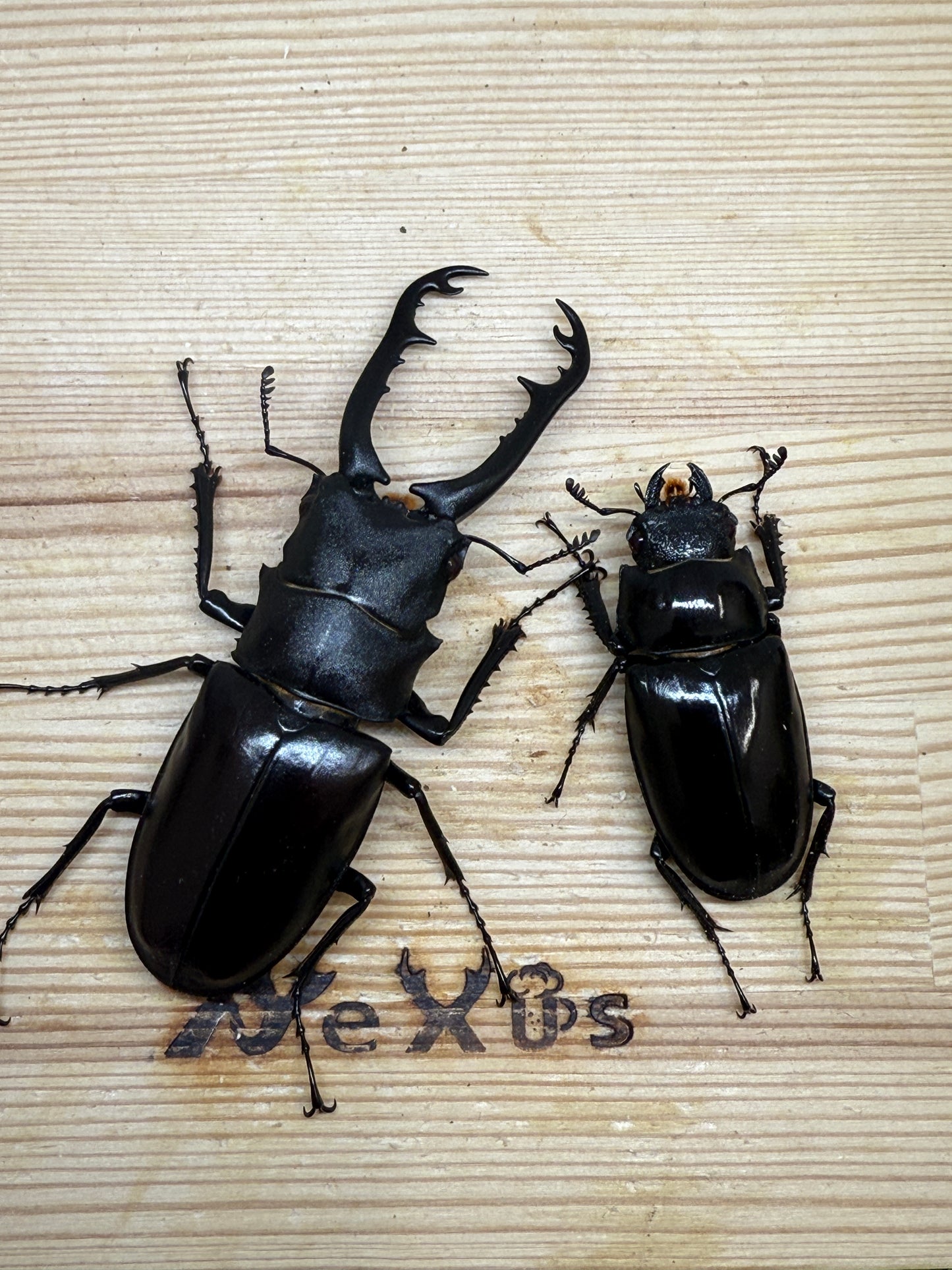 ギラファノコギリクワガタ(ティモレンシス)レッドアイ血統 ♂77mm成虫ペア