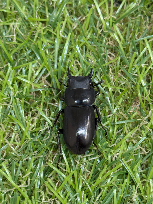 ビキヌスコクワガタ ♂freeサイズ成虫ペア