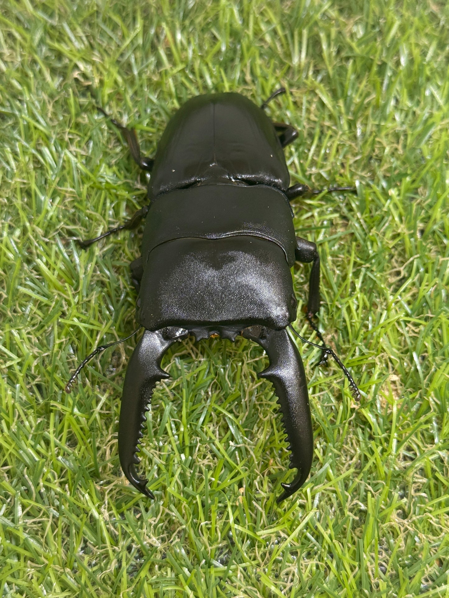 パラワンオオヒラタクワガタ(マンタリガハン産)♂100mm成虫ペア