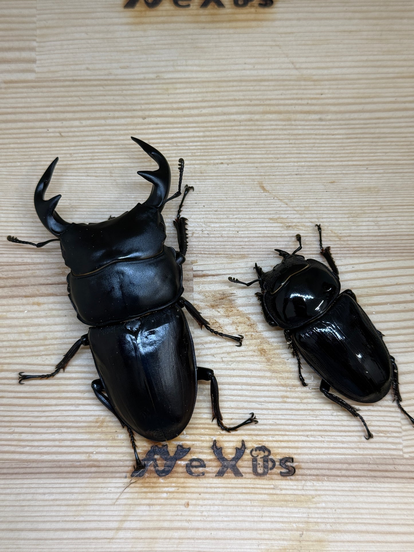 グランディスオオクワガタ ♂84.2mm成虫ペア