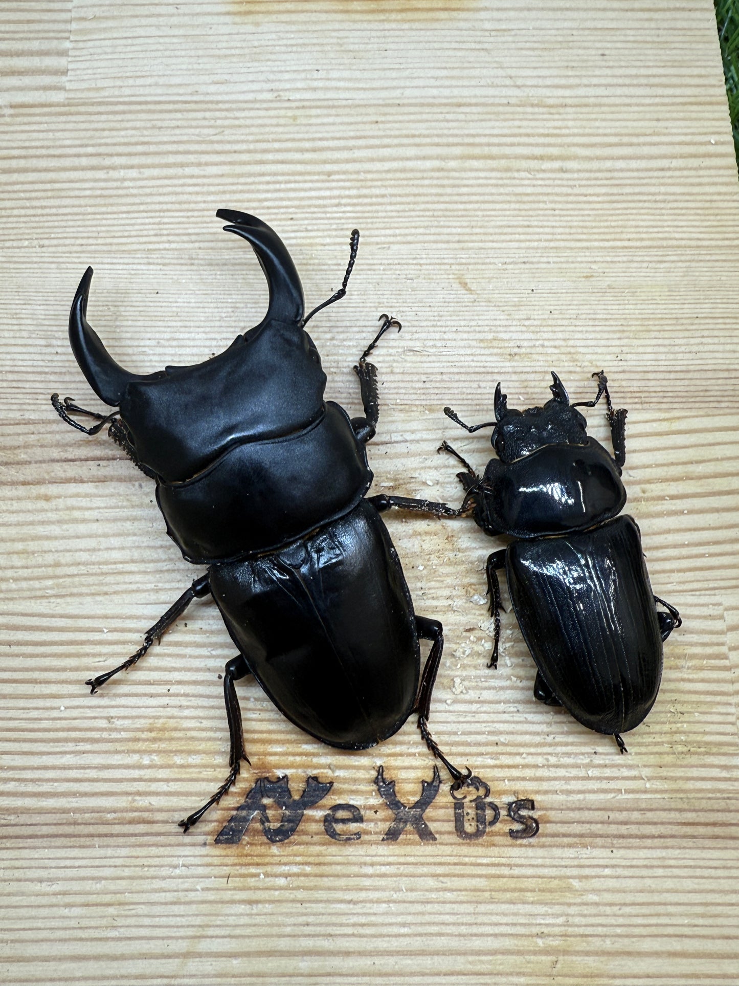 オオクワガタ 能勢YG ♂81mm成虫ペア