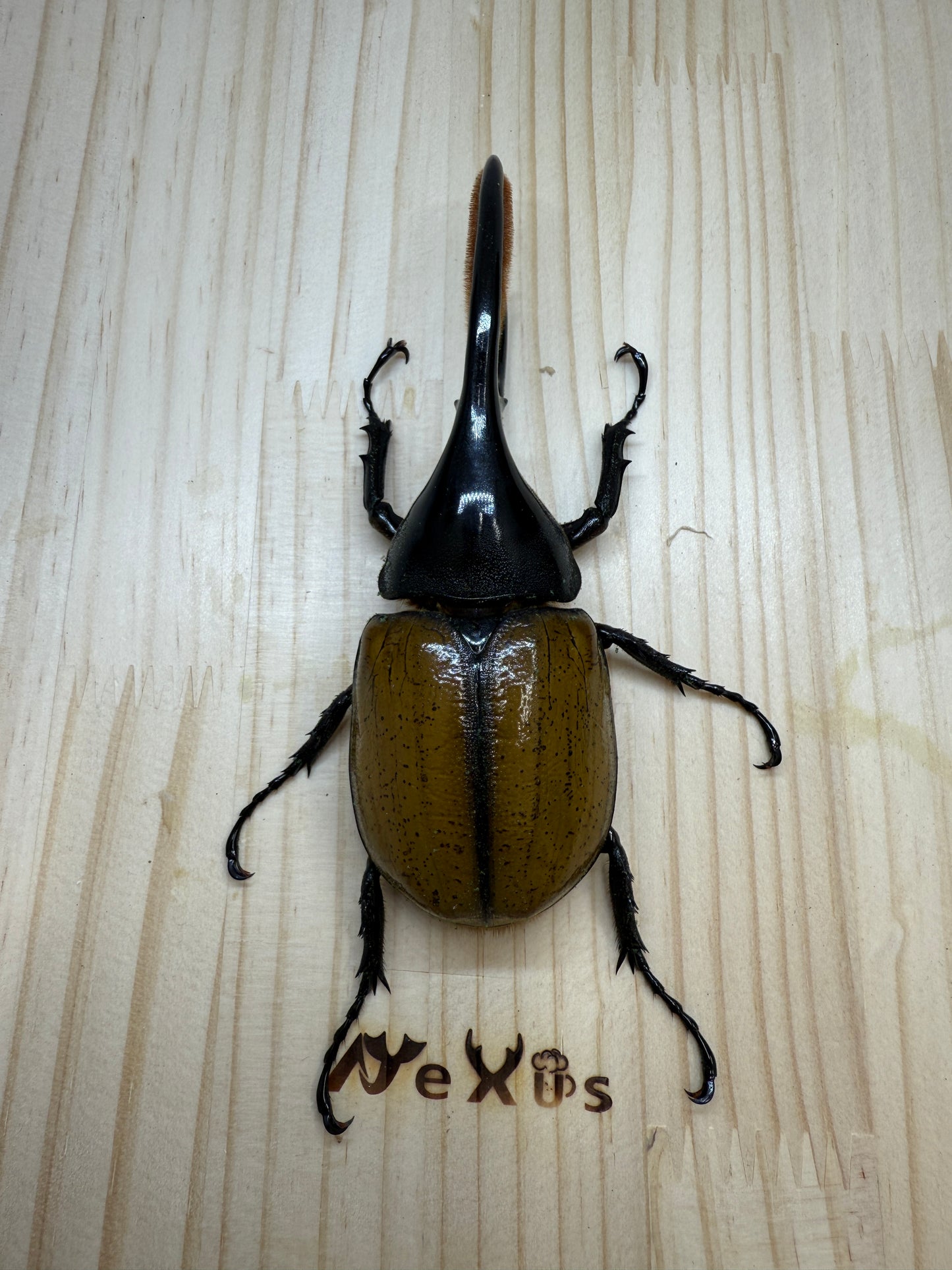 DH・エクアトリアヌス ♂127mm単品