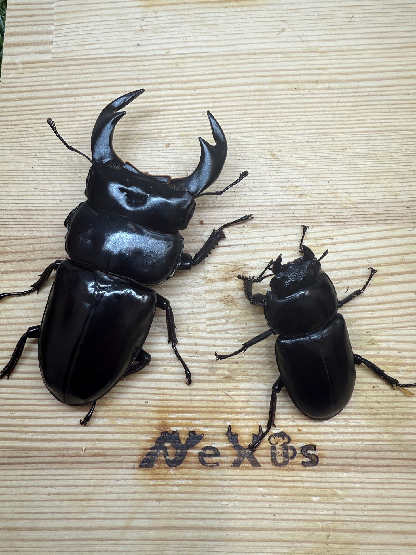 インドアンタエウスオオクワガタ(ガントク) ♂82.7mm成虫ペア