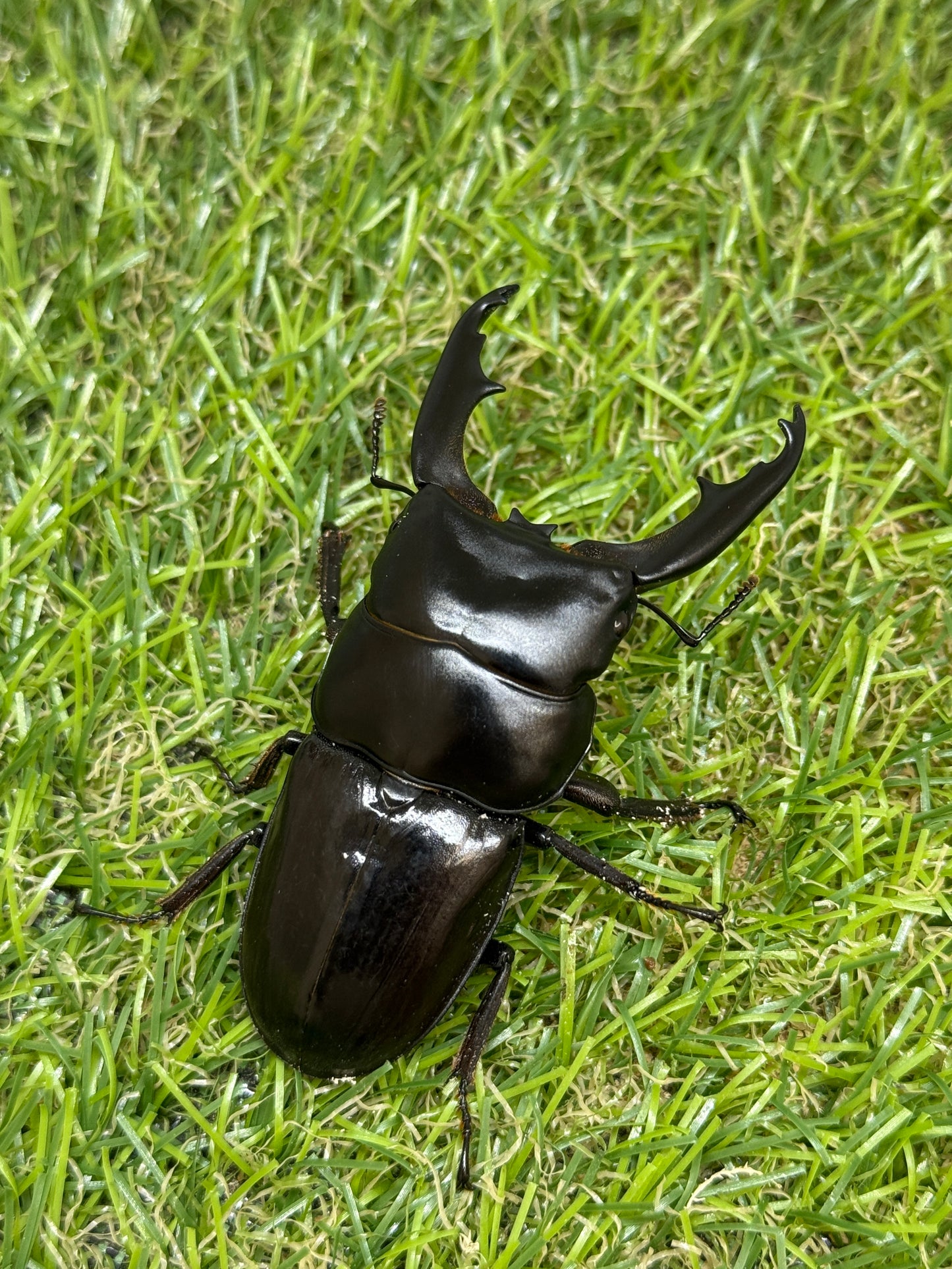 ダエダリオンヒラタクワガタ ♂67.8mm成虫ペア