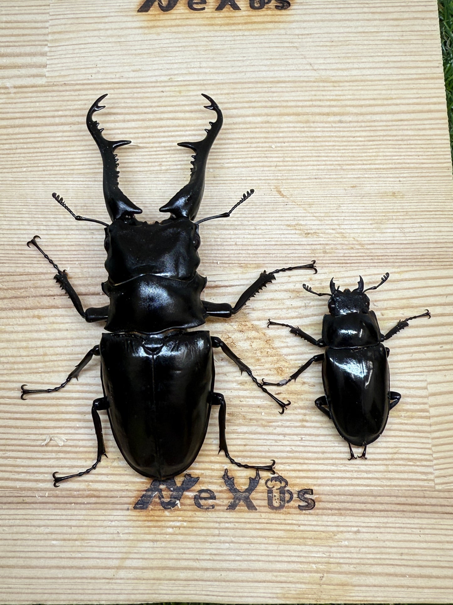 ギラファノコギリクワガタ原名亜種 ♂102.6mm成虫ペア