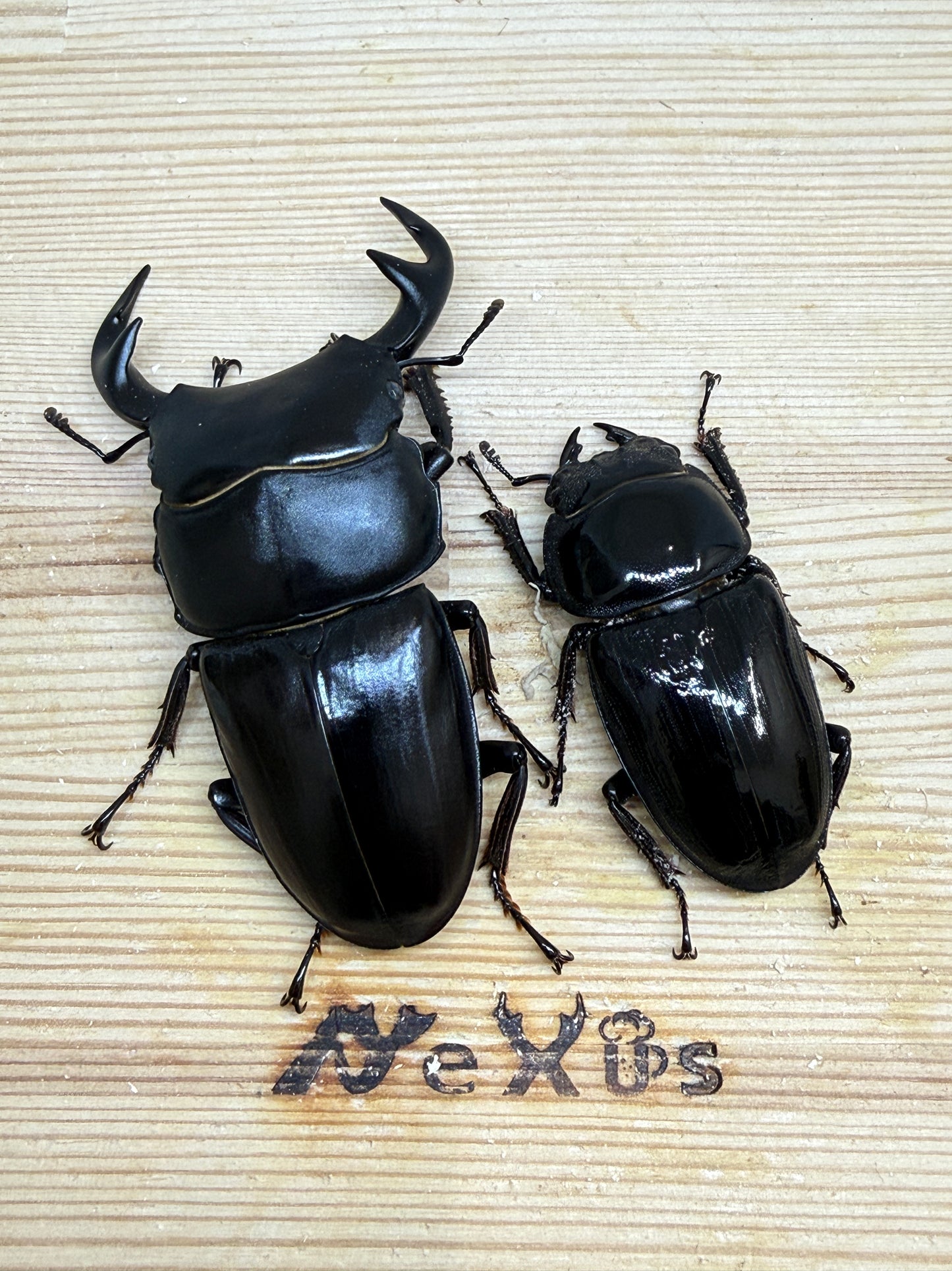 グランディスオオクワガタ ♂82mm成虫ペア