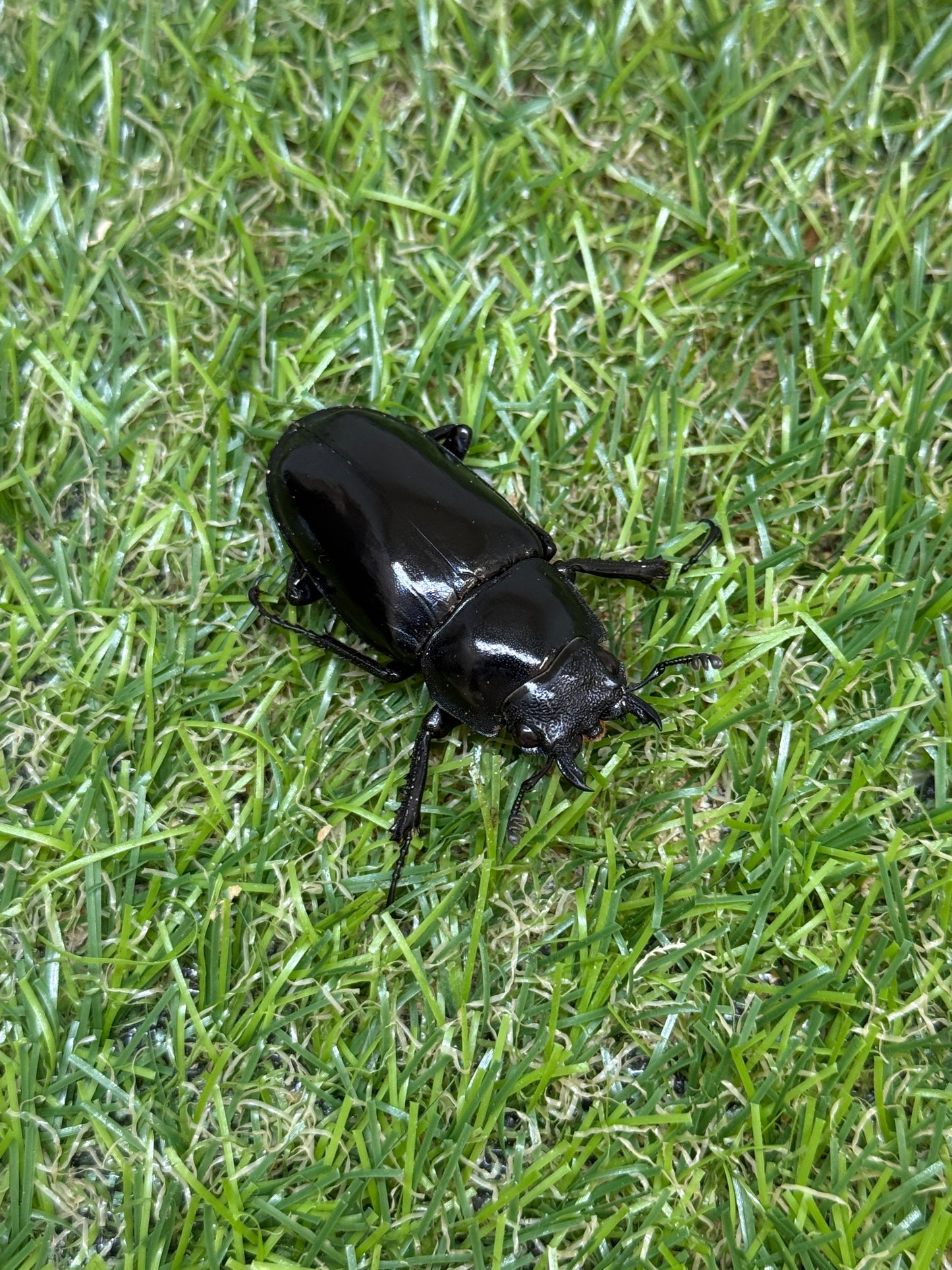 ギラファノコギリクワガタ原名亜種 ♂102.6mm成虫ペア
