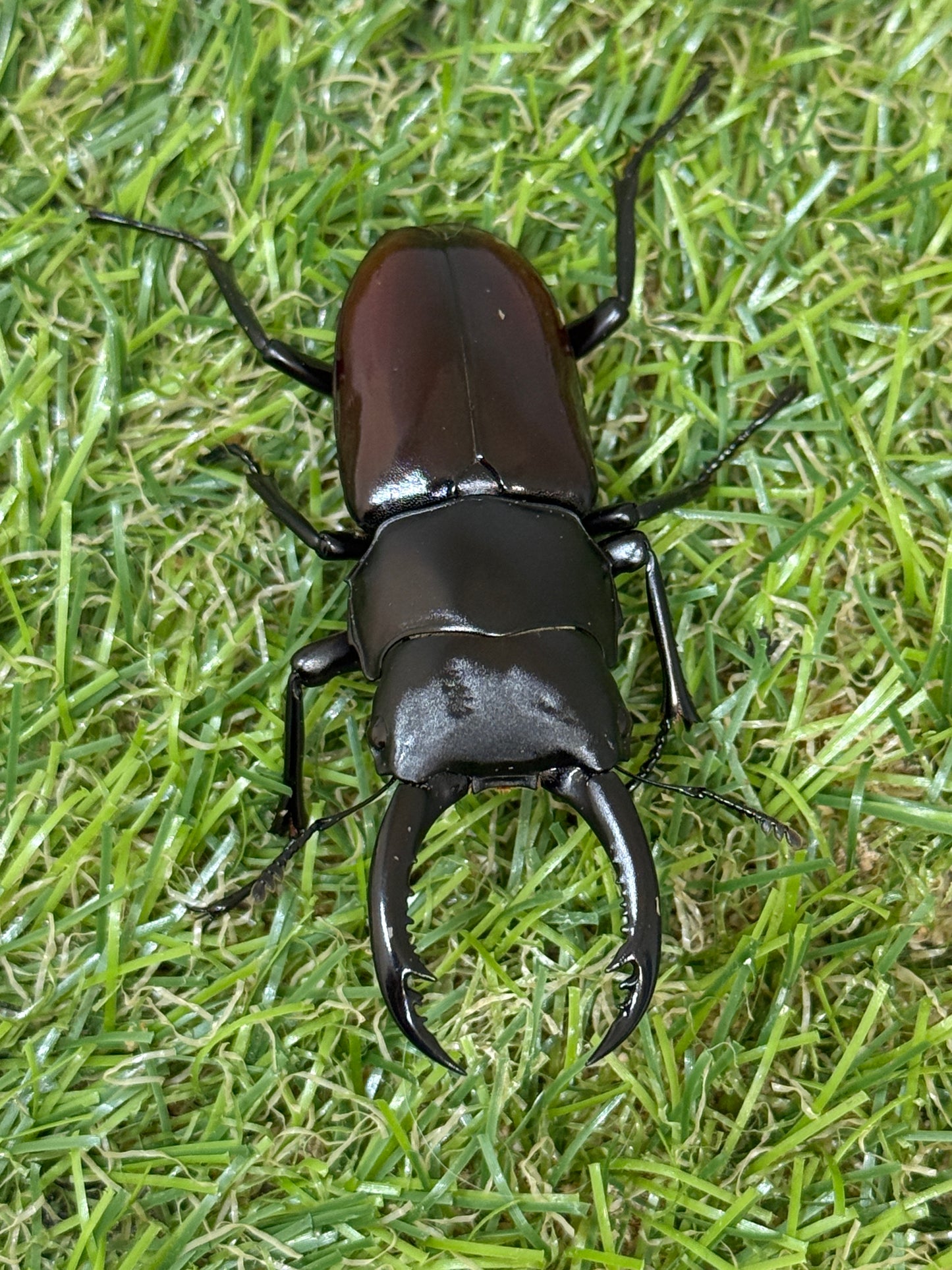 アローコクワガタssp ♂56mm成虫ペア