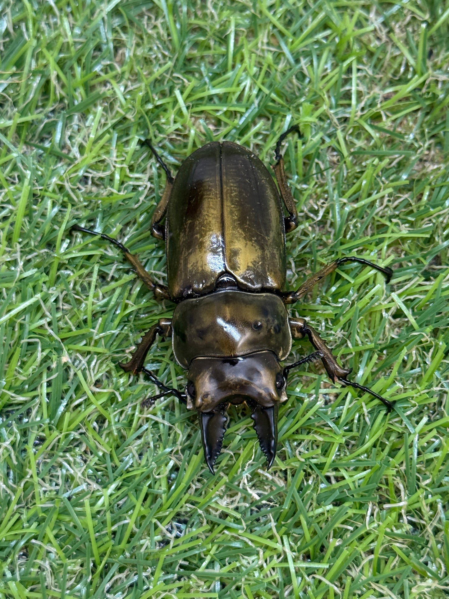 ババオウゴンオニクワガタ ♂52mm成虫ペア