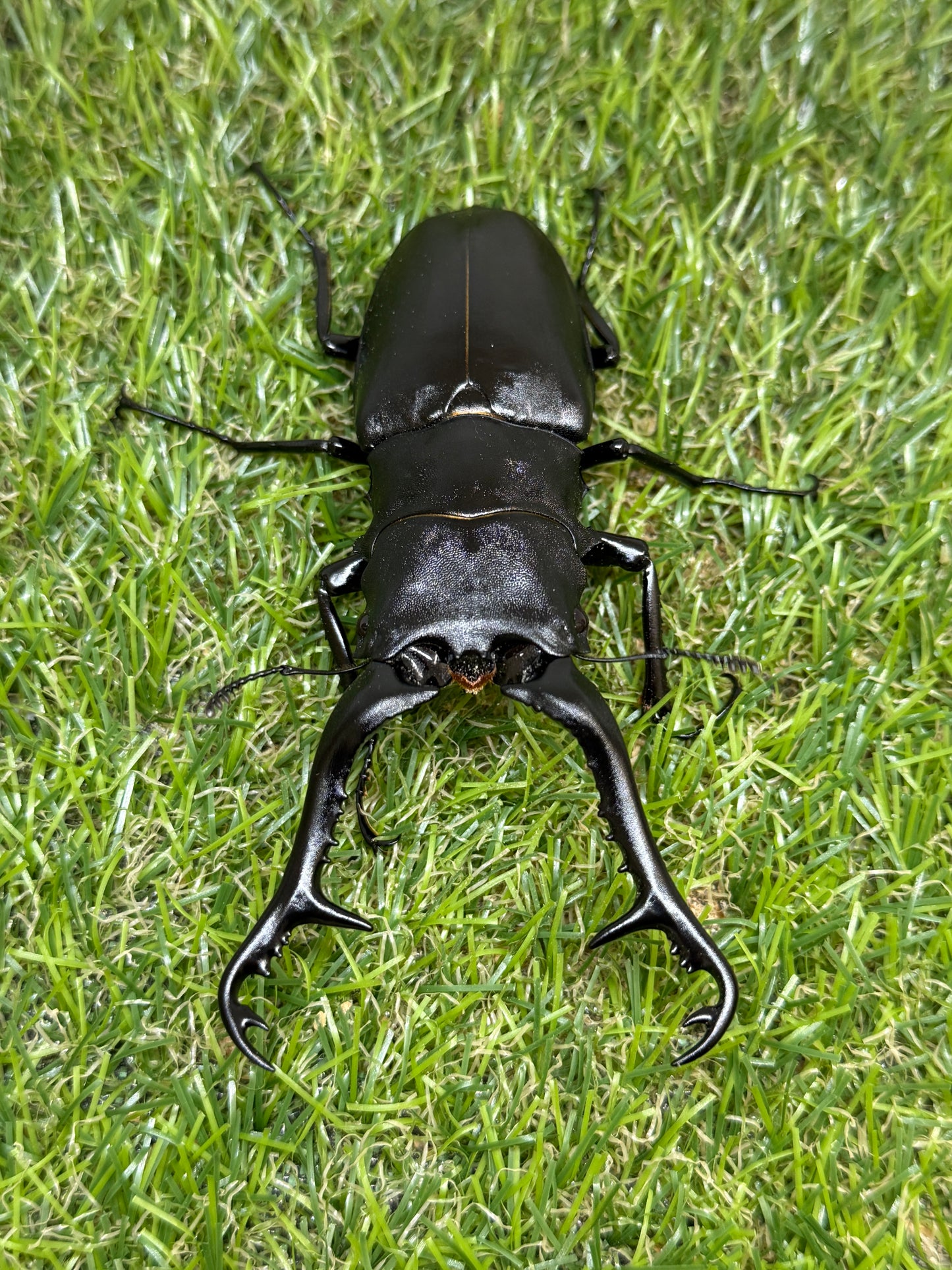 ギラファノコギリクワガタ ケイスケ ♂105mm成虫ペア
