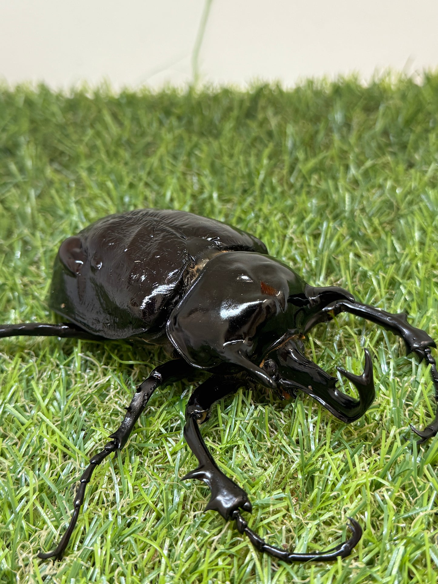 マルスゾウカブト ♂102mm成虫ペア