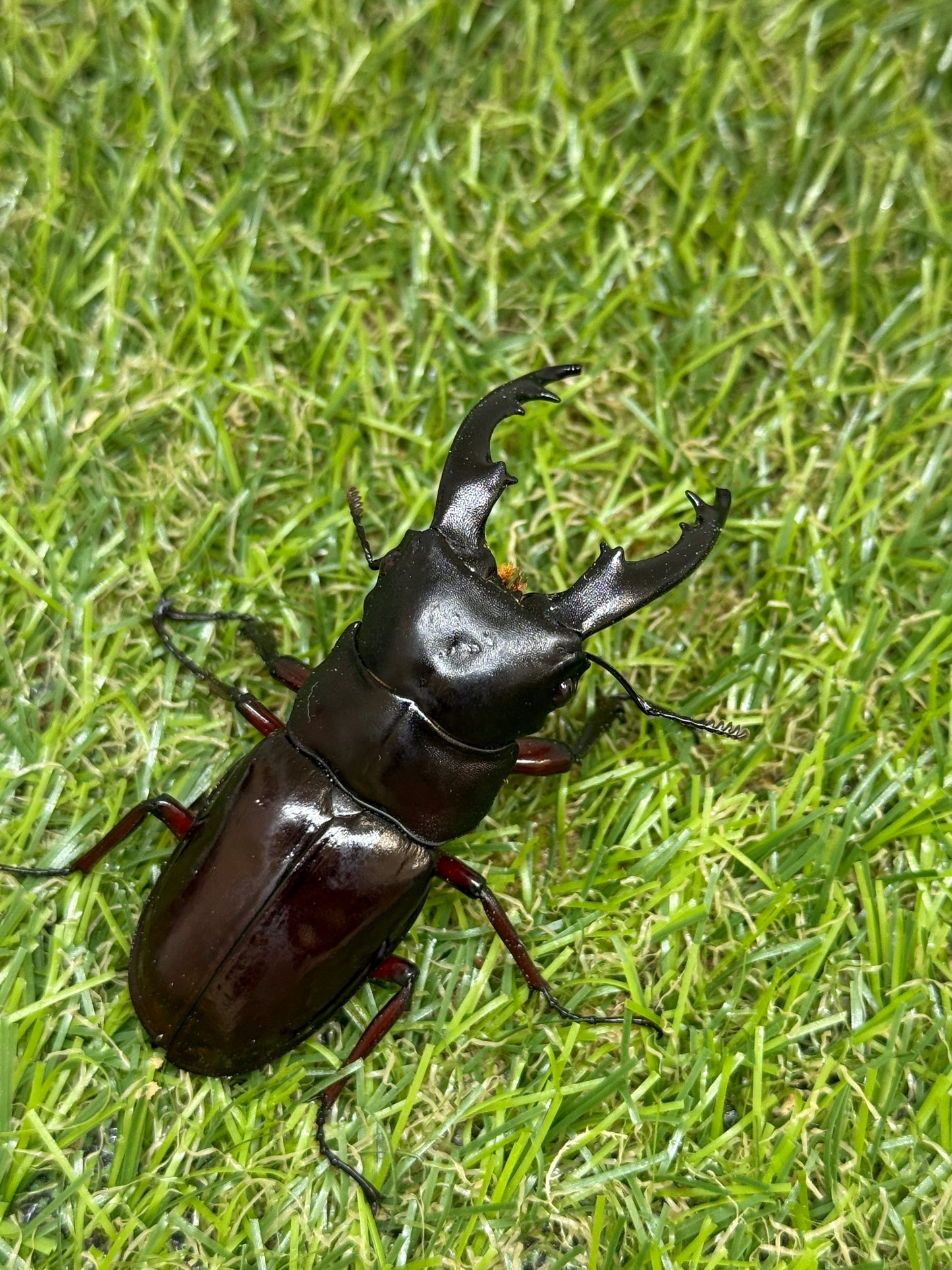 ボーリンフタマタクワガタ亜種バミノルム ♂68mm成虫ペア