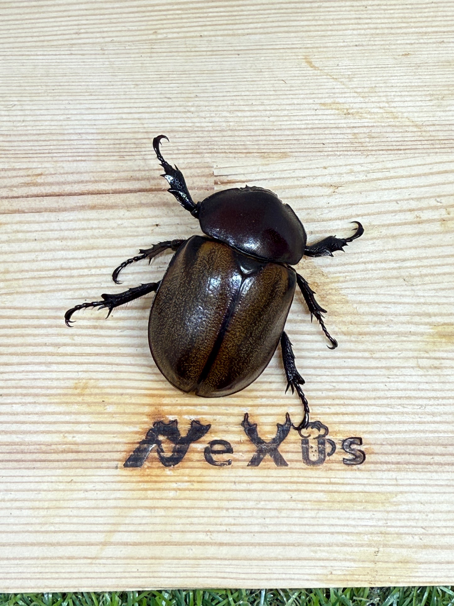 フンボルトヒナカブト ♀42mm単品