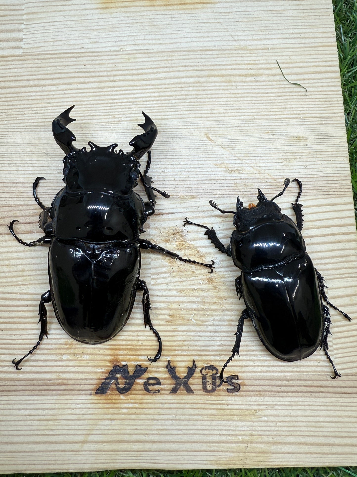 タランドゥスオオツヤクワガタ ♂79.6mm成虫ペア