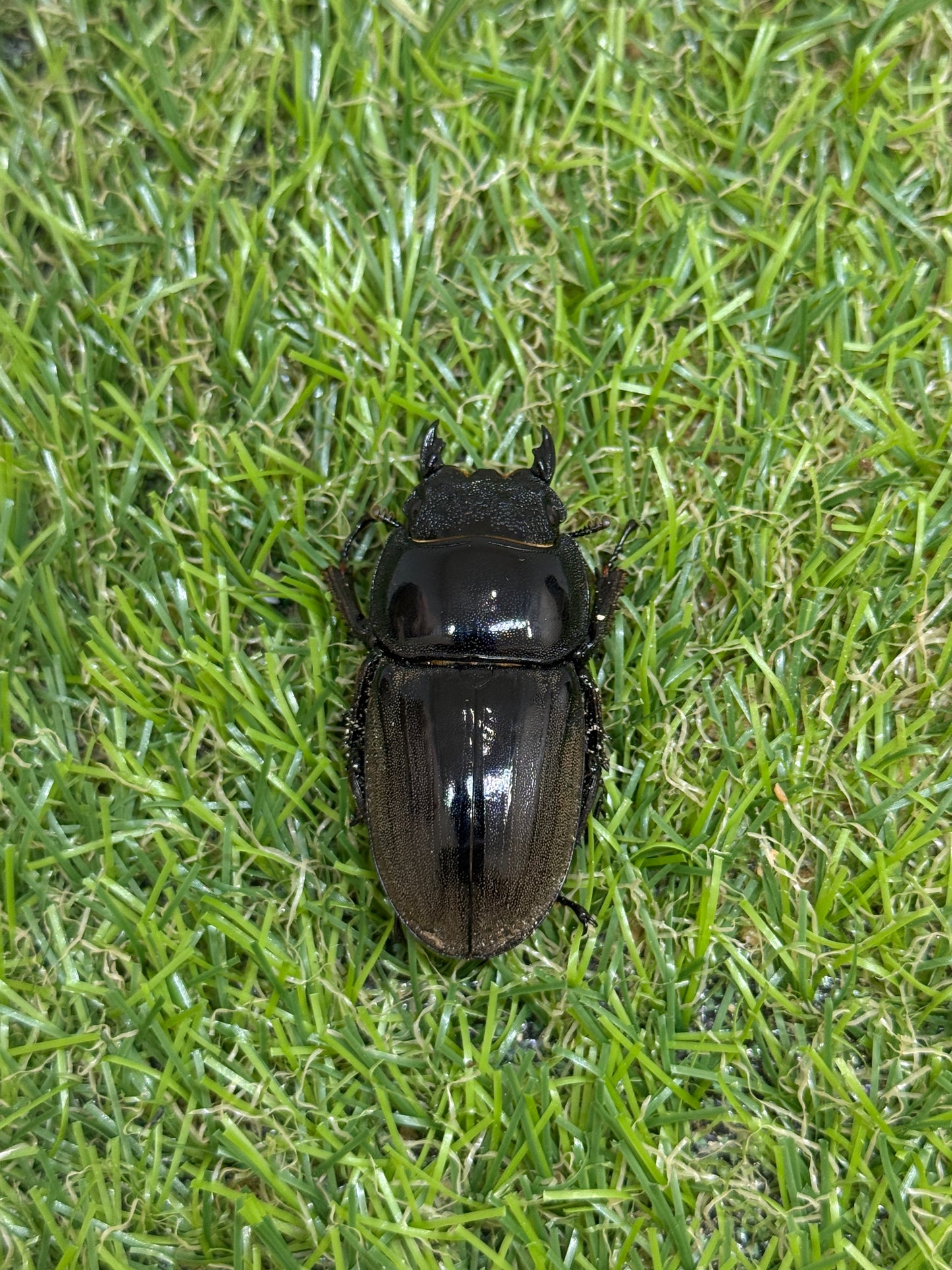 ダイオウヒラタクワガタ ♂freeサイズ成虫ペア