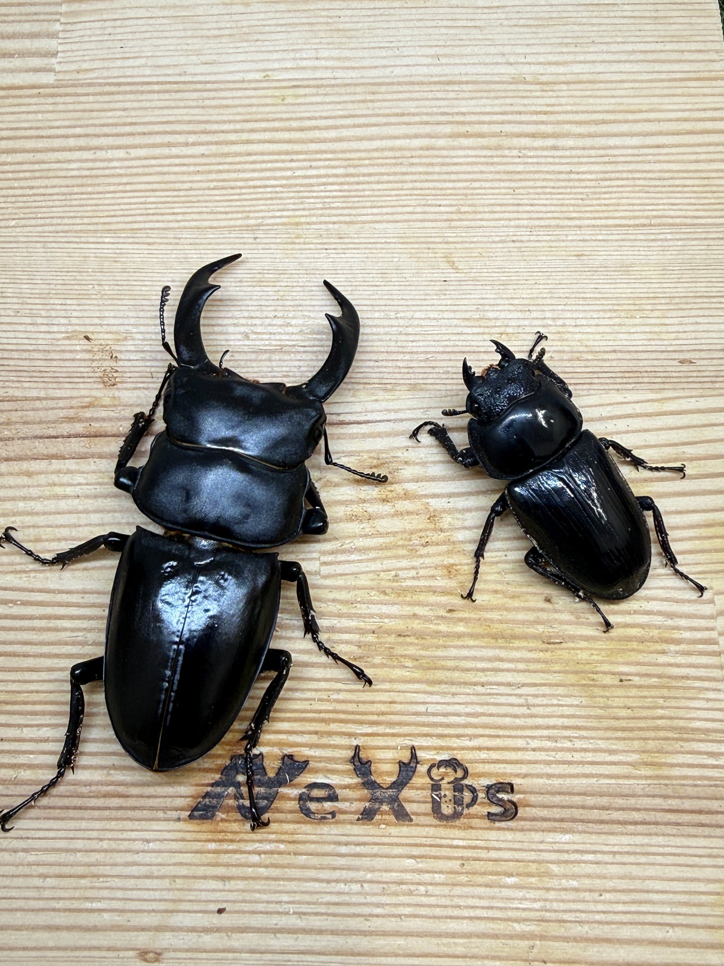 シェンクリングオオクワガタ ♂75.5mm成虫ペア