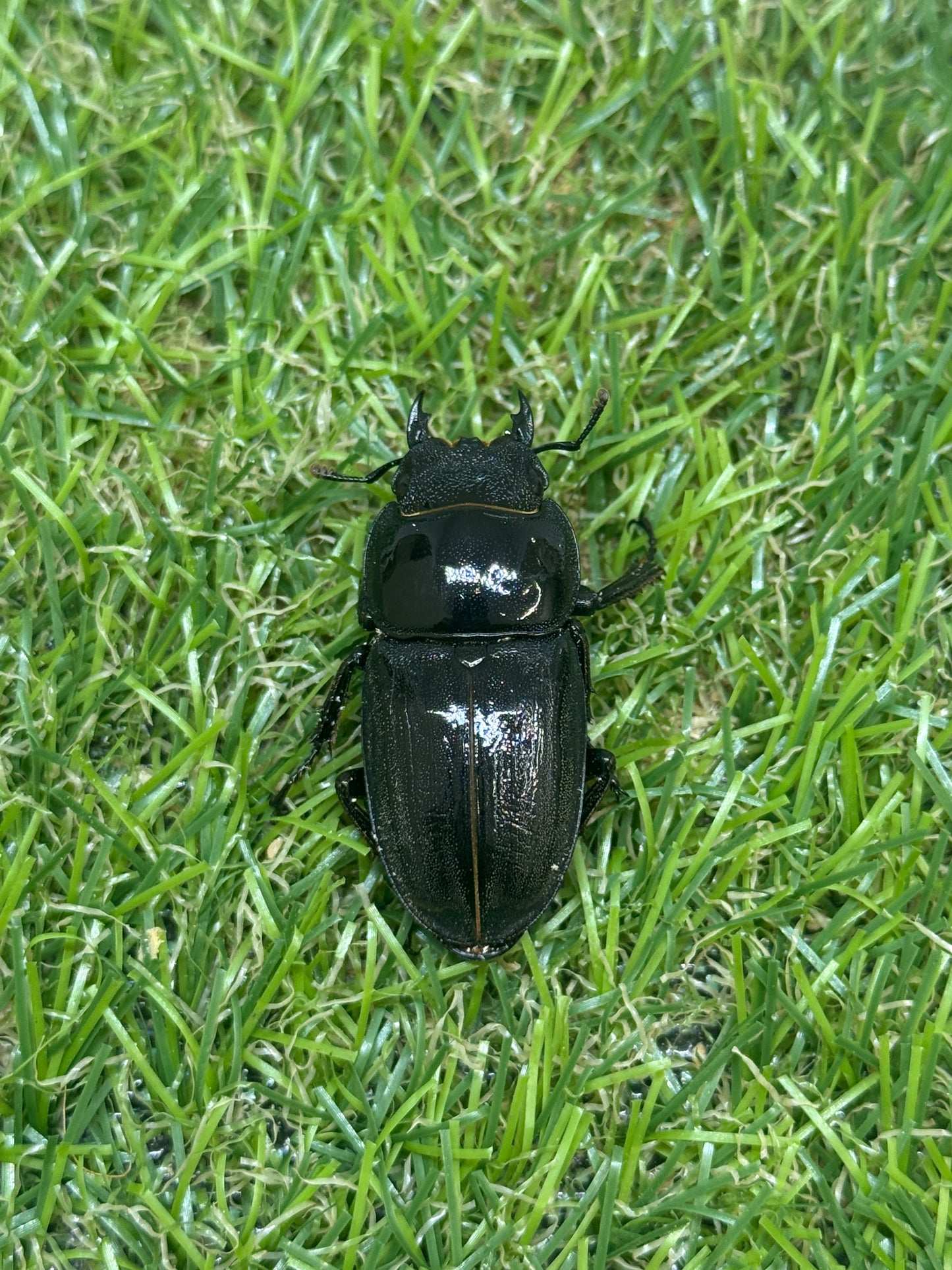 オキノエラブヒラタクワガタ ♂65.8mm成虫ペア
