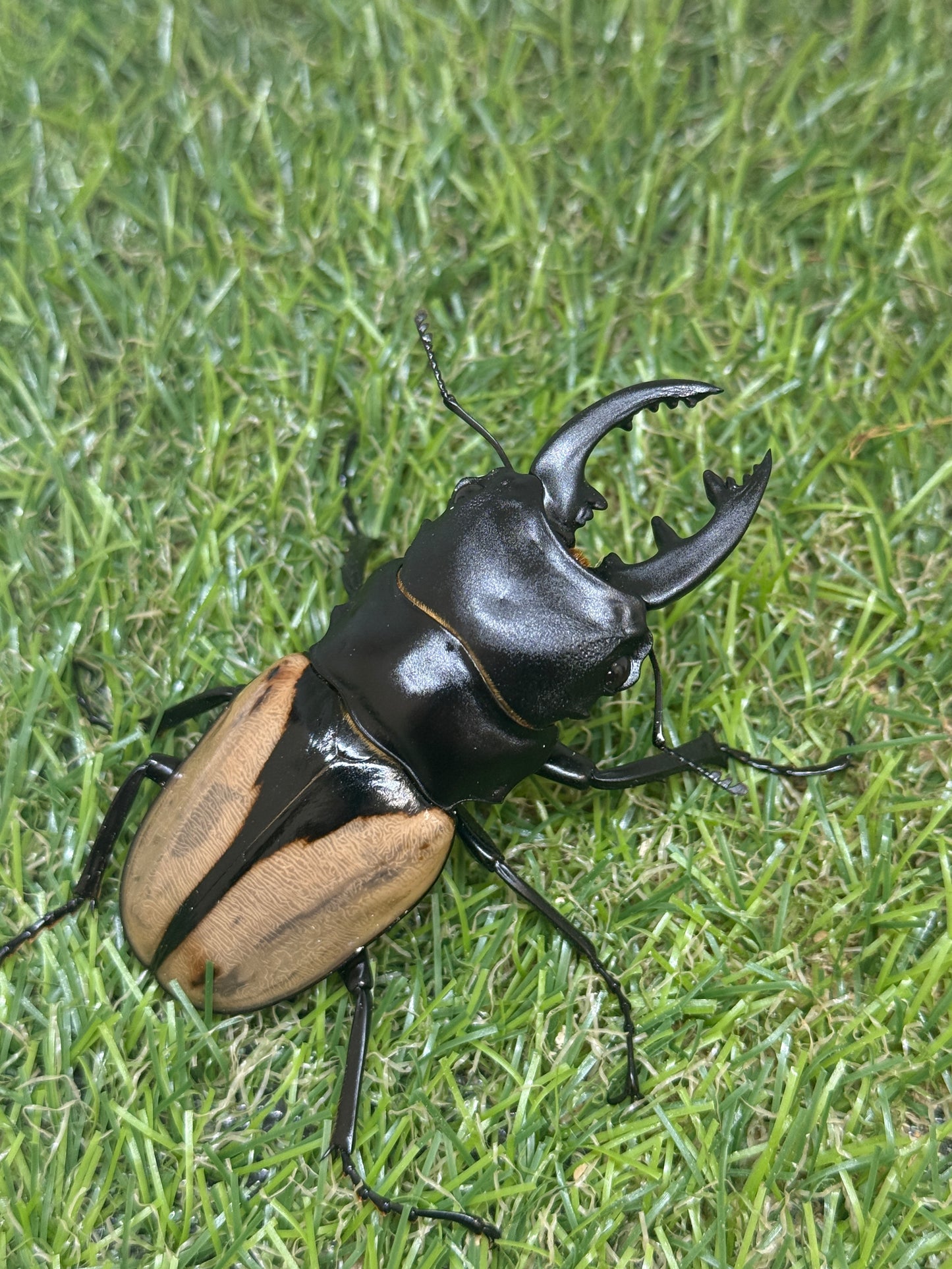 ブルマイスターツヤクワガタ ♂74.8mm成虫ペア