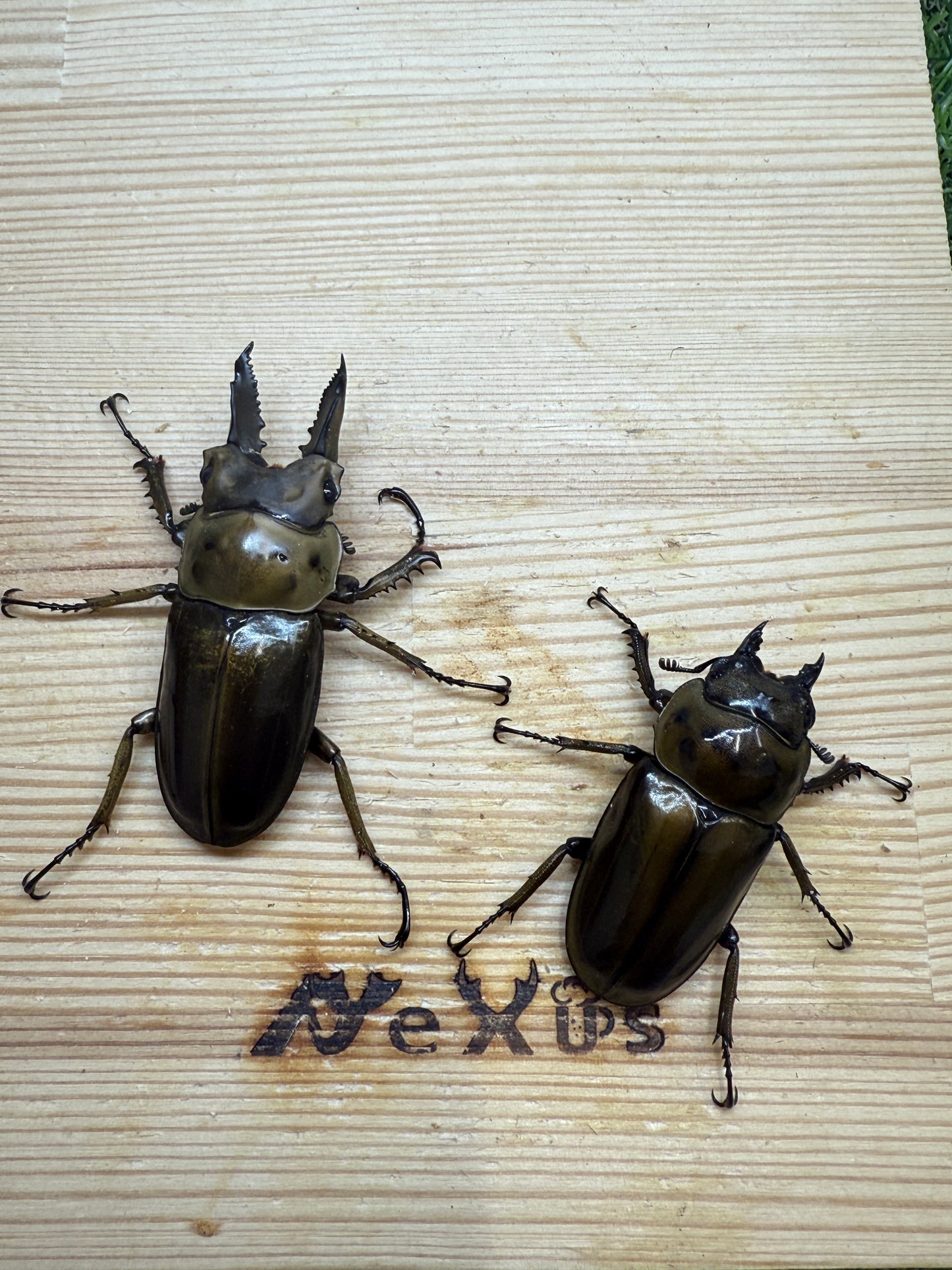 ババオウゴンオニクワガタ ♂56.6mm成虫ペア