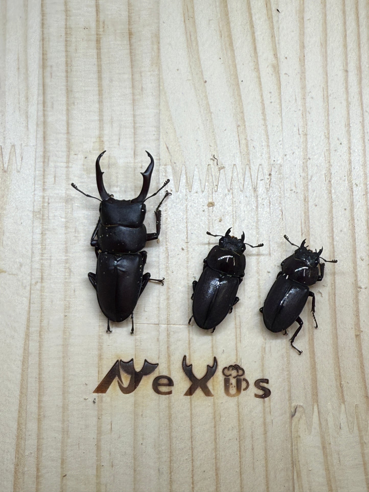 ヤクシマコクワガタ 成虫トリオ