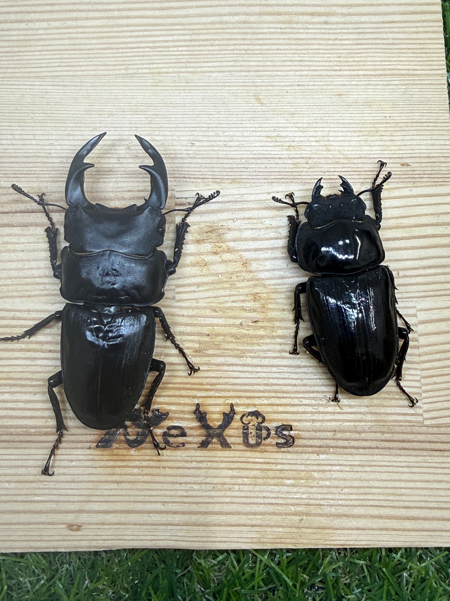 オオクワガタ 奈良輪川西 ♂67mm成虫ペア