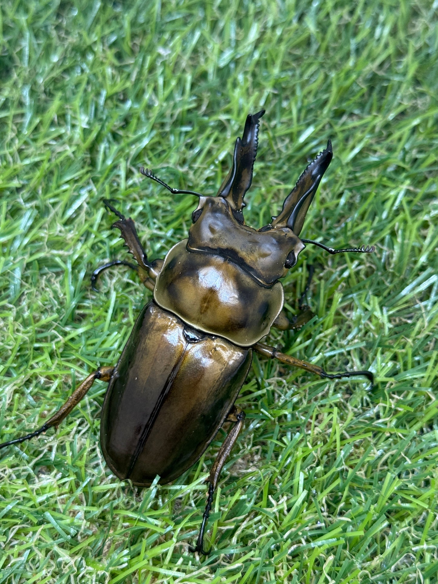 ババオウゴンオニクワガタ ♂69mm成虫ペア