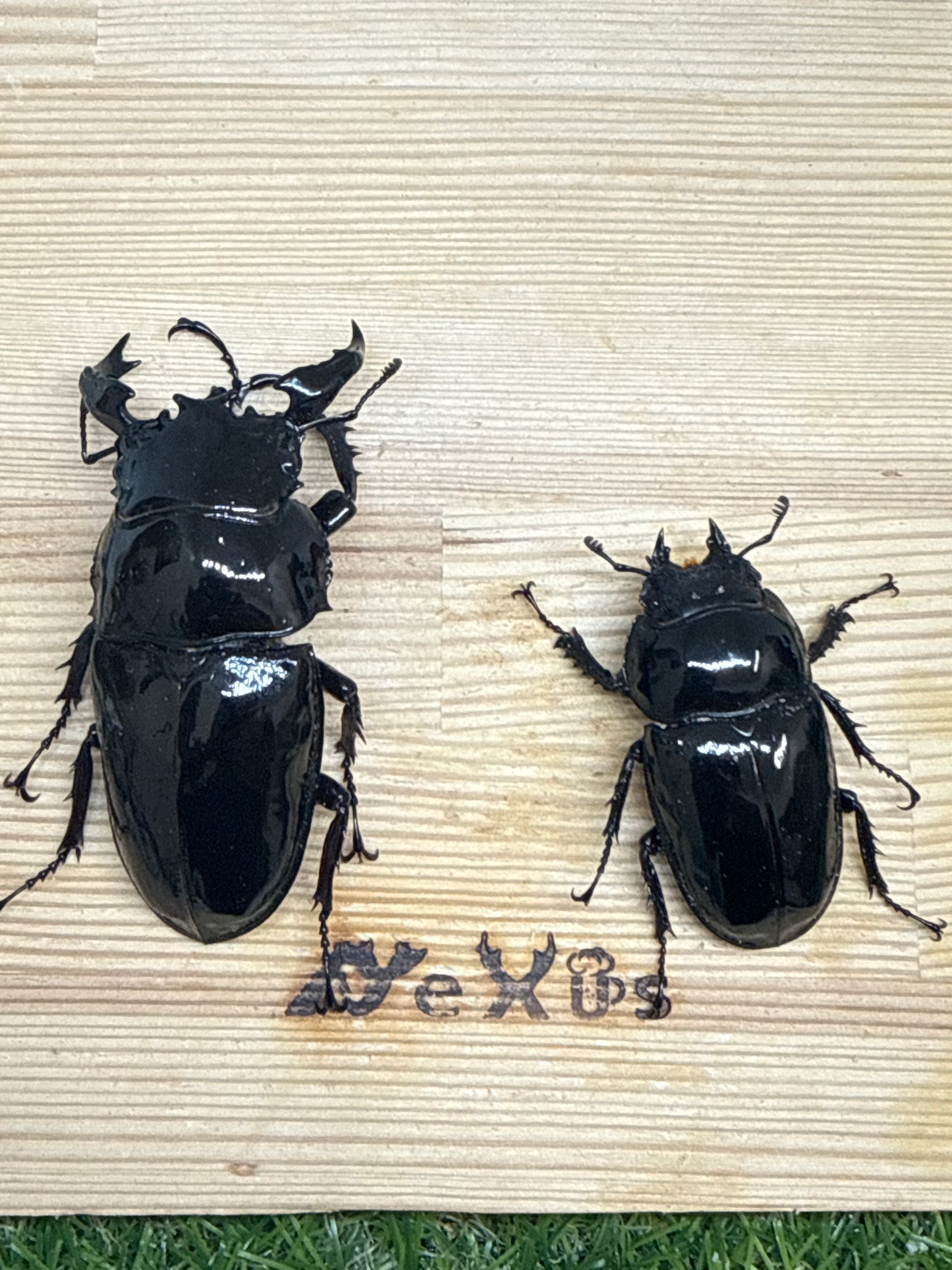 タランドゥスオオツヤクワガタ ♂79mm成虫ペア