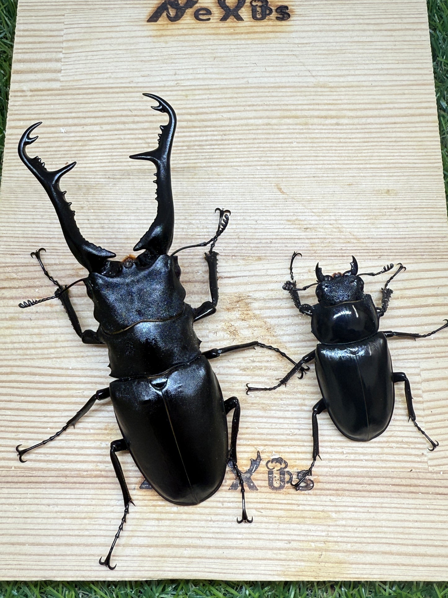 ギラファノコギリクワガタ ケイスケ ♂105mm成虫ペア
