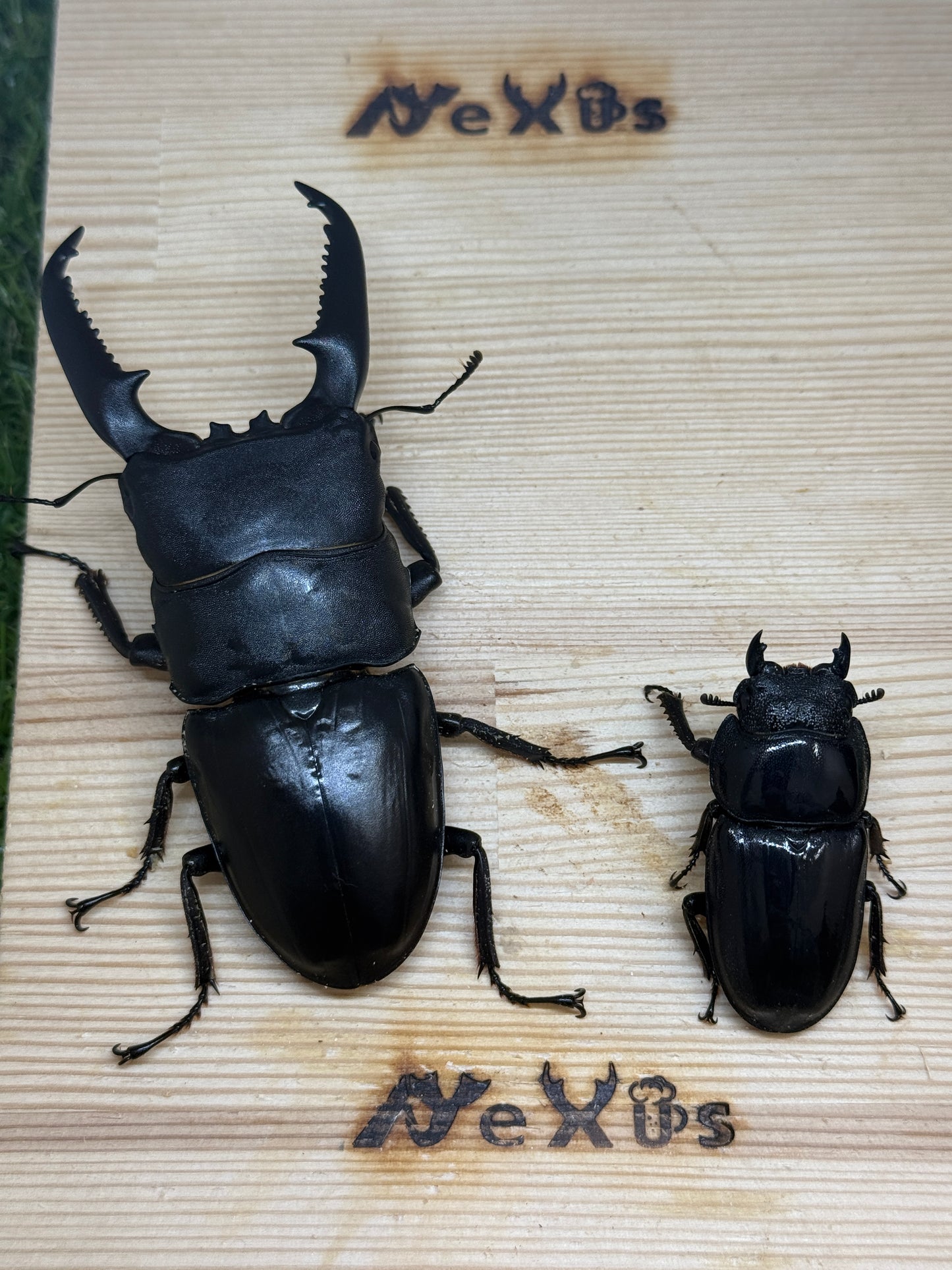 パラワンオオヒラタクワガタ(マンタリガハン産)♂100.4mm成虫ペア