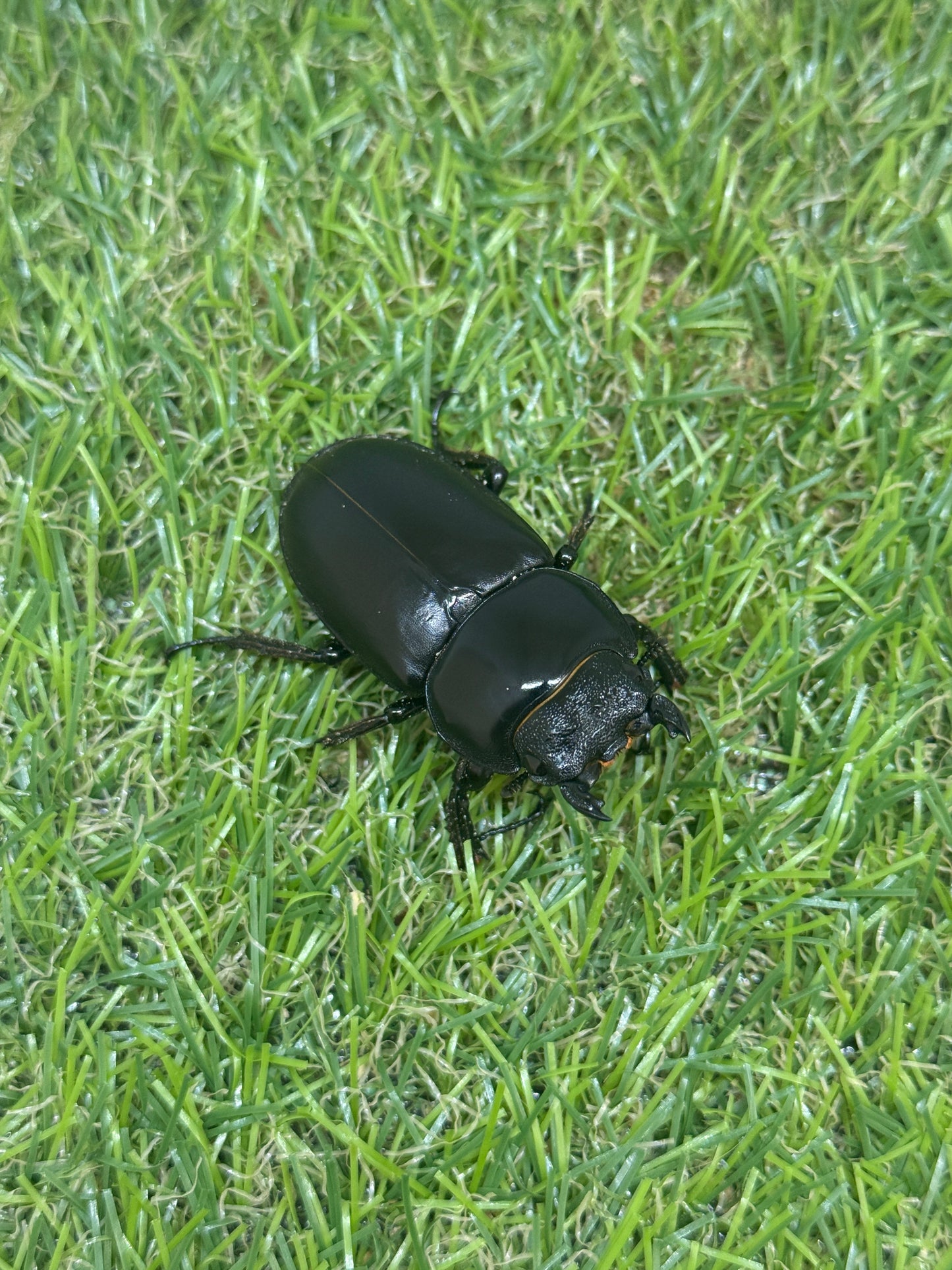 インドアンタエウスオオクワガタ ♂73.3mm成虫ペア
