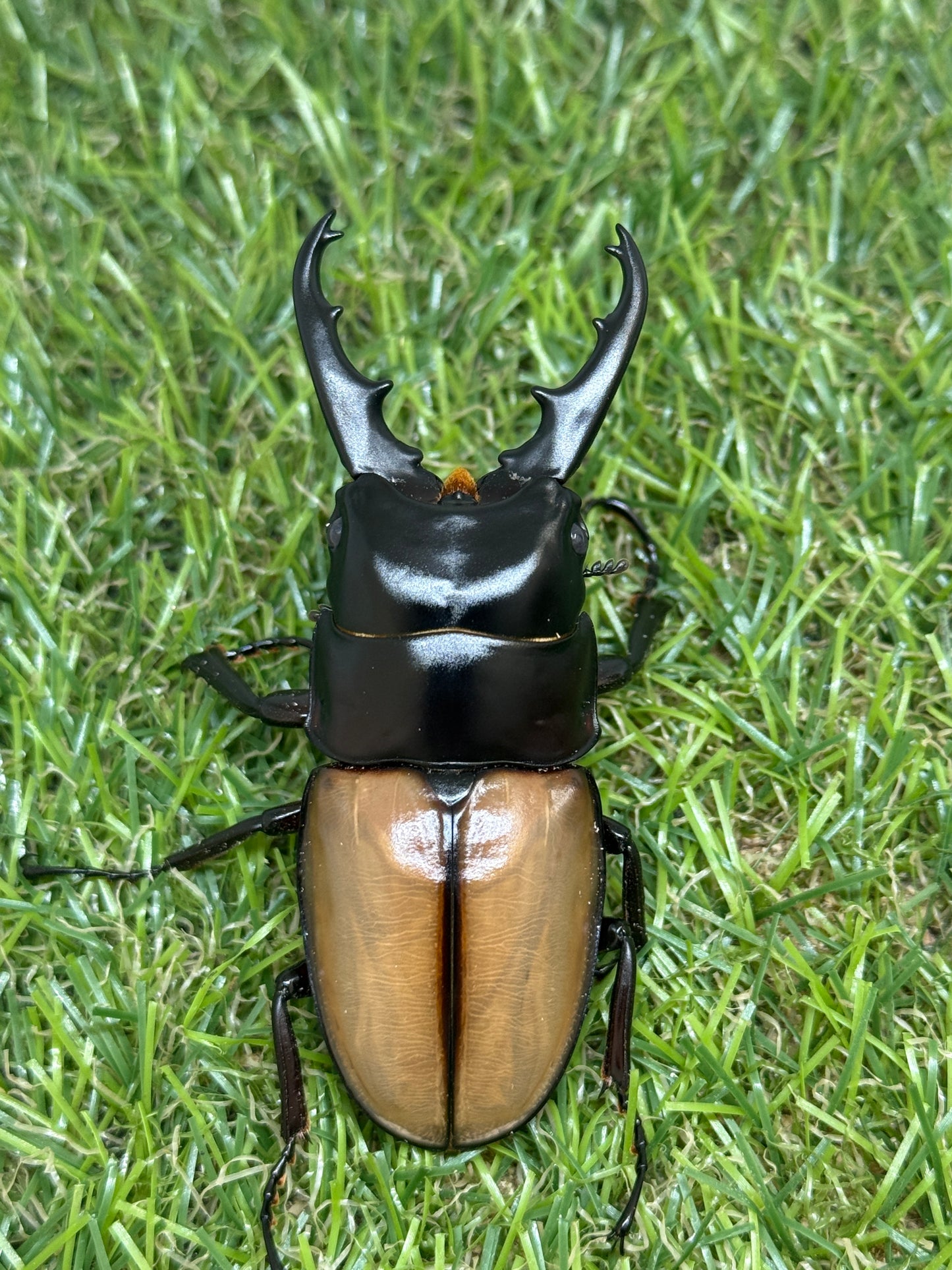 ラフェルトノコギリクワガタ ♂70mm成虫ペア