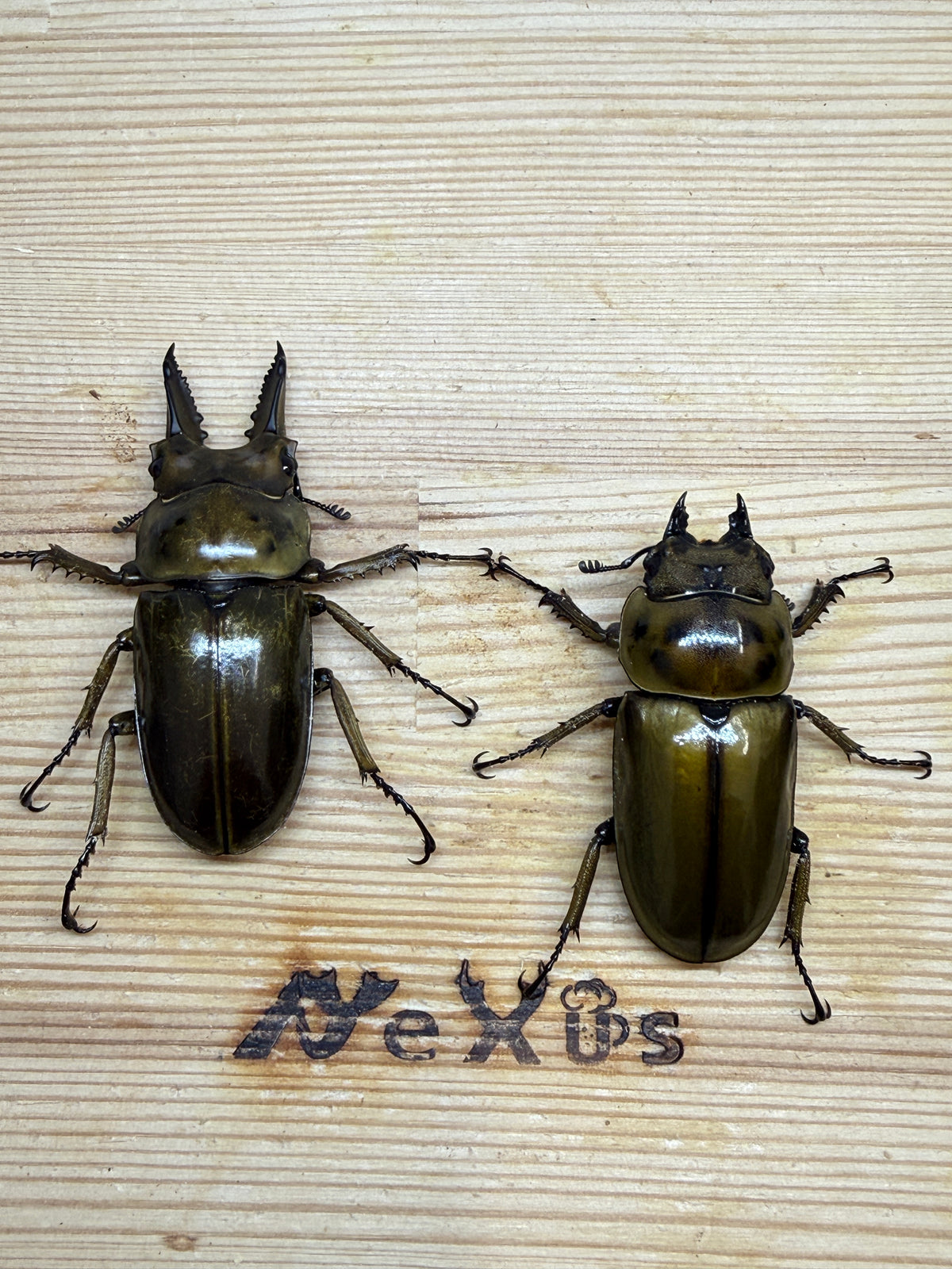 ババオウゴンオニクワガタ ♂55mm成虫ペア