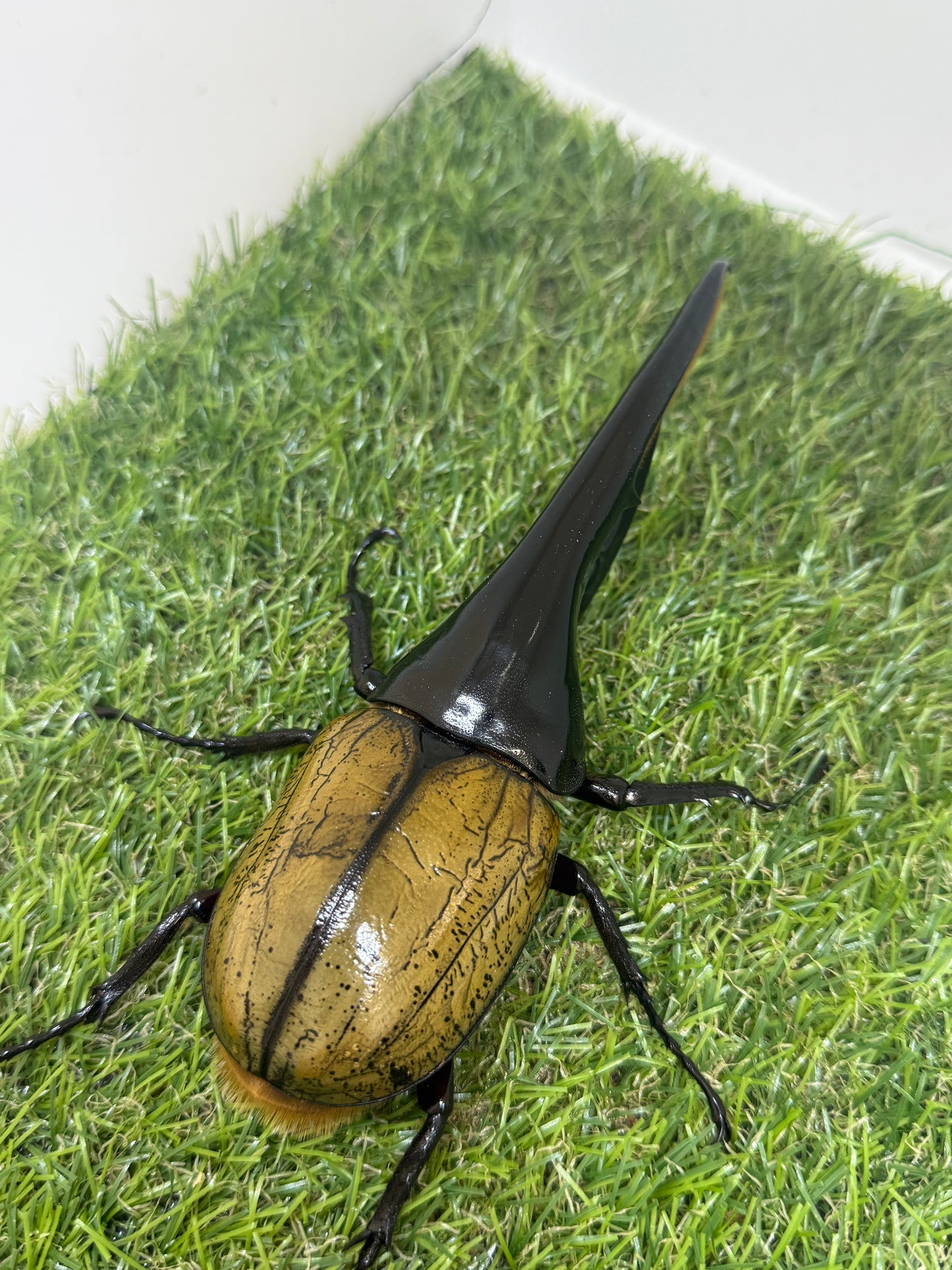 DH・ヘラクレス ♂155mm成虫ペア