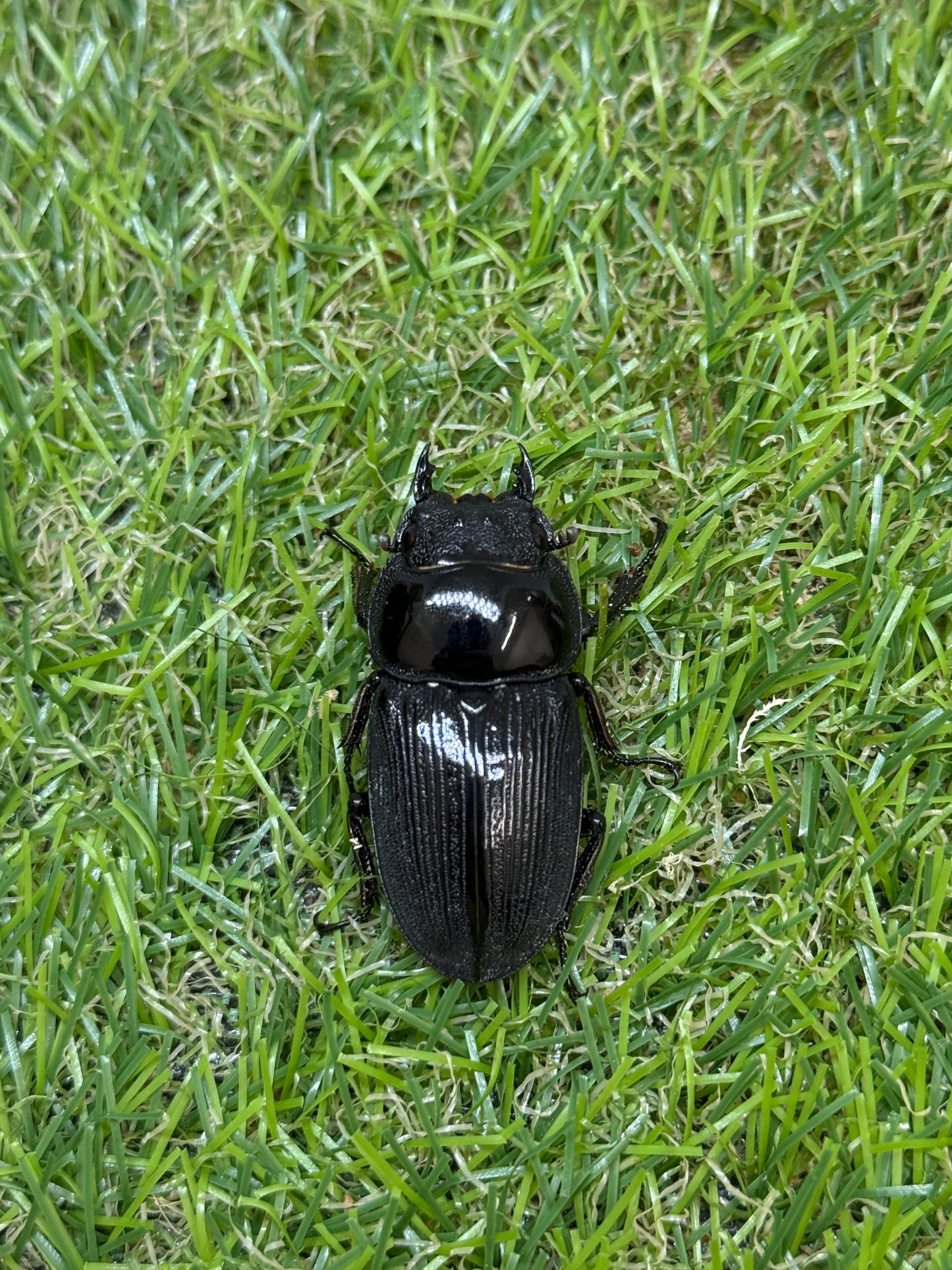 クルビデンスオオクワガタ ♂67mm成虫ペア