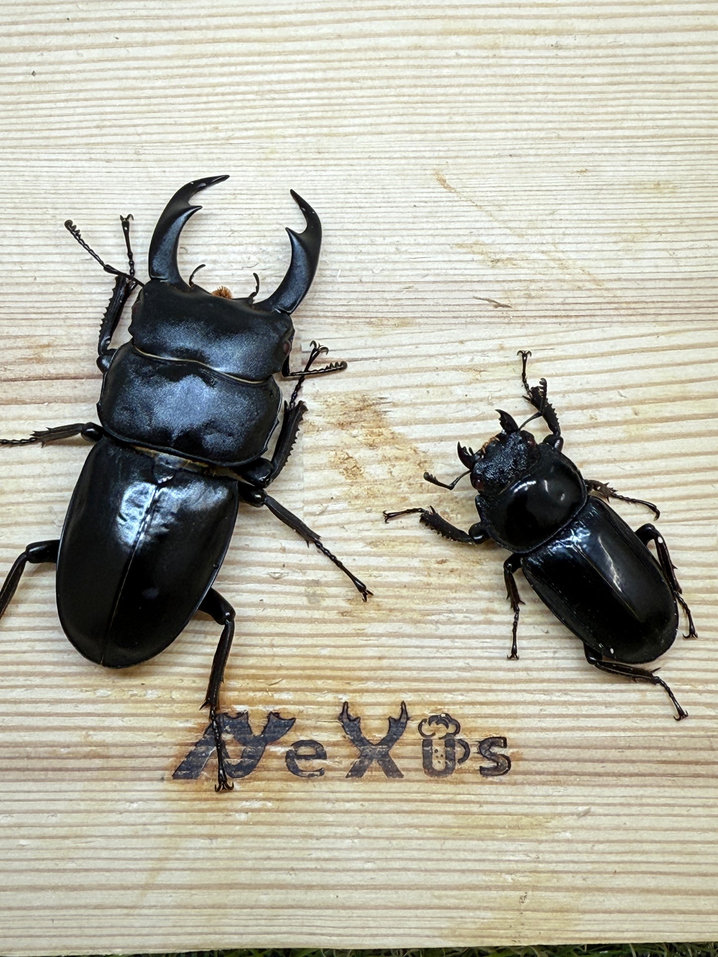 シェンクリンクオオクワガタ(レッドアイ血統)♂71mm成虫ペア