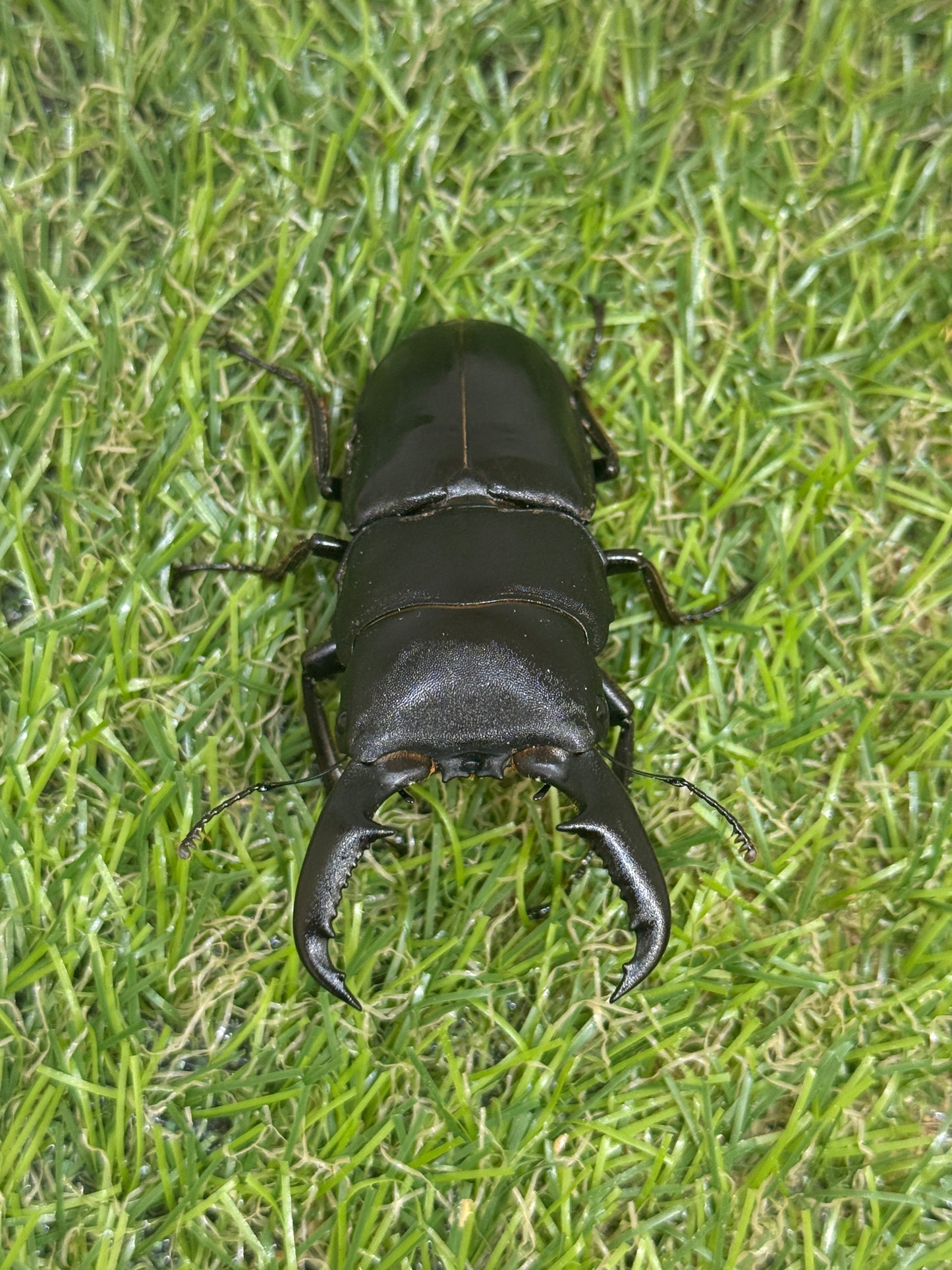 オキノエラブヒラタクワガタ ♂66.3mm成虫ペア